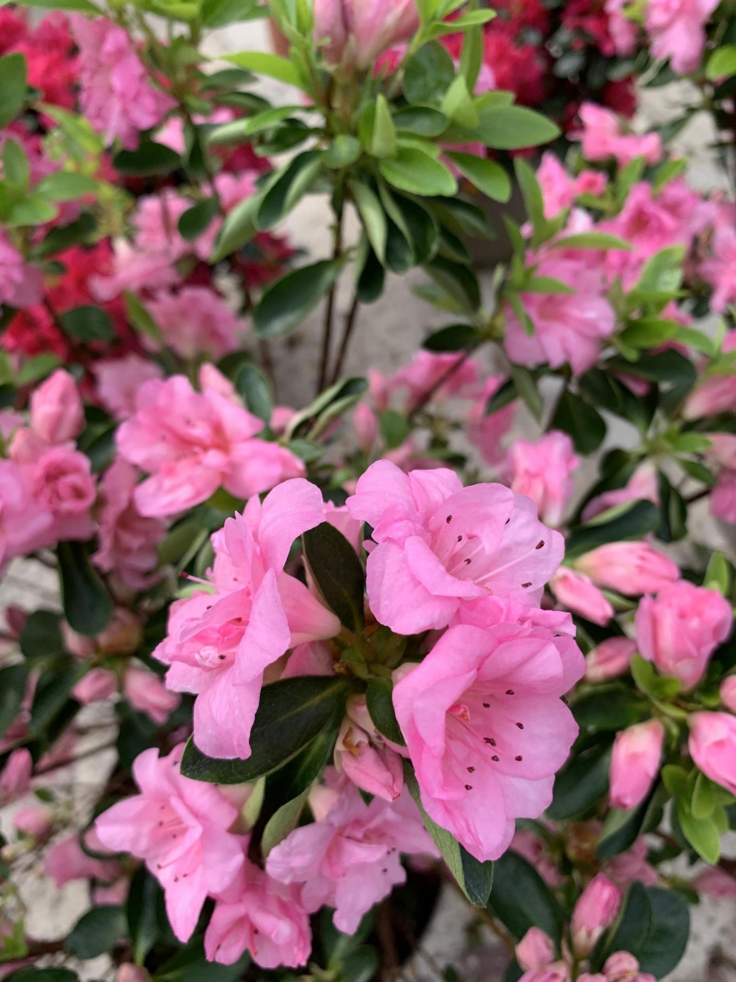 TWO PINK AZALEAS SIZE C-3 + VAT - Image 3 of 3