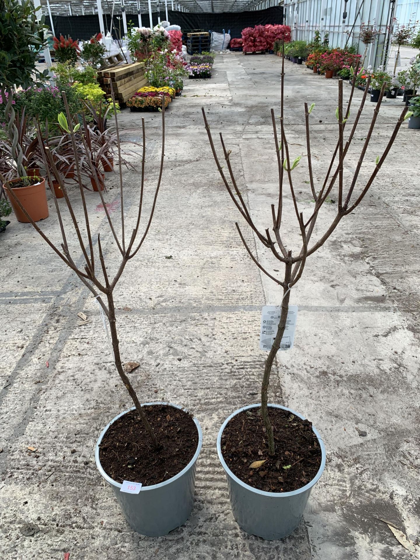 TWO STANDARD HYDRANGEAS PANICULATA GRANDIFLORA APPROX 110CM HIGH + VAT