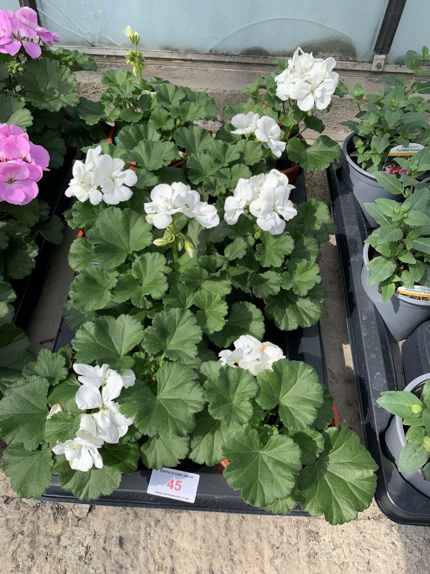 EIGHT GERANIUM GRANDUER DARK WHITE + VAT