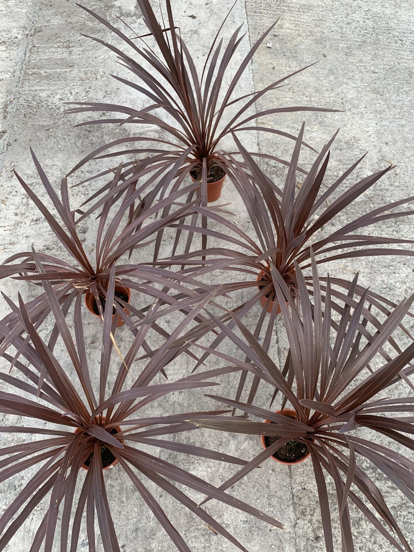 FIVE CORDYLINE RED STAR + VAT - Image 2 of 3