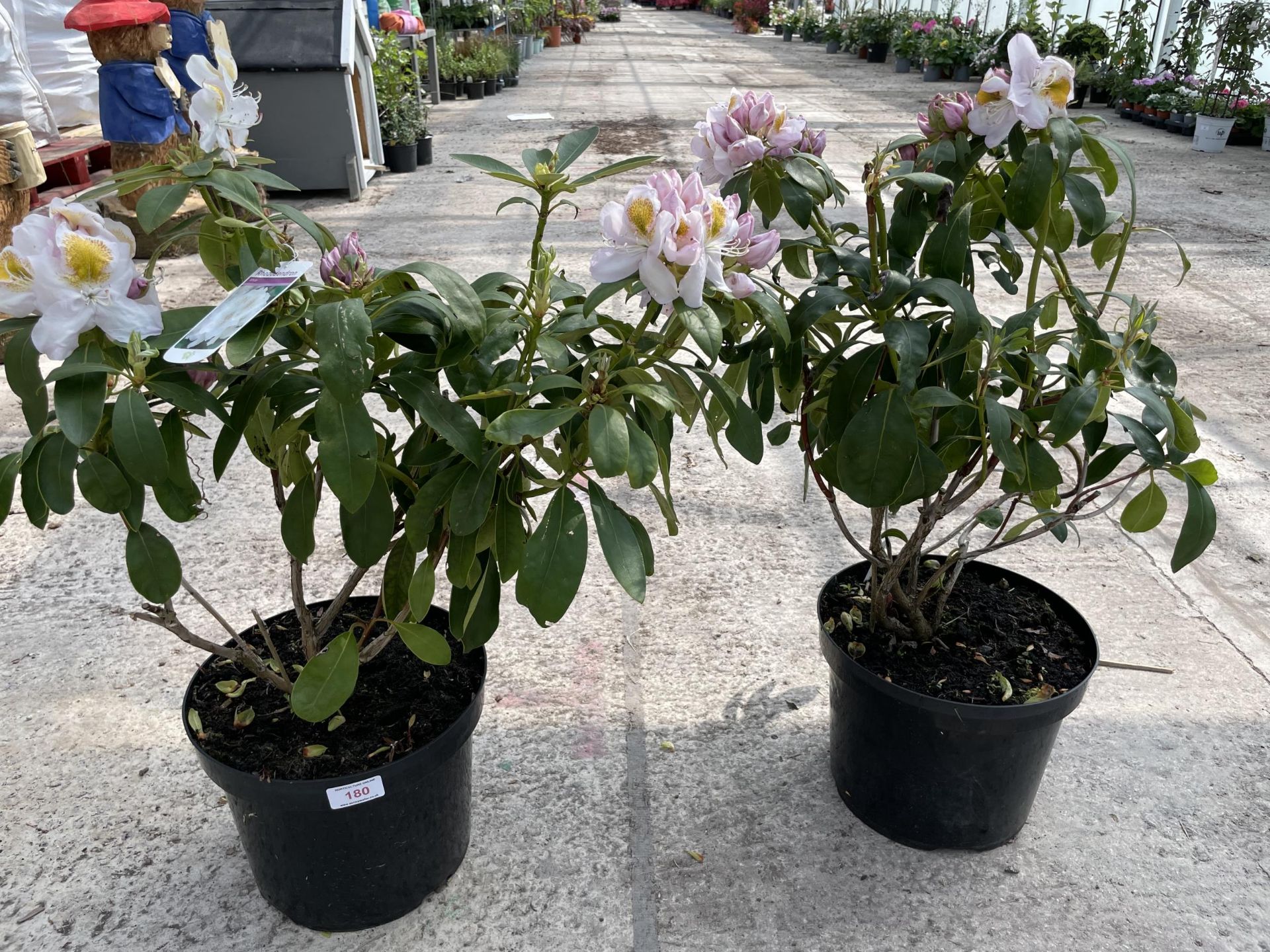 TWO RHODODENDRON IN WHITE AND PINK + VAT