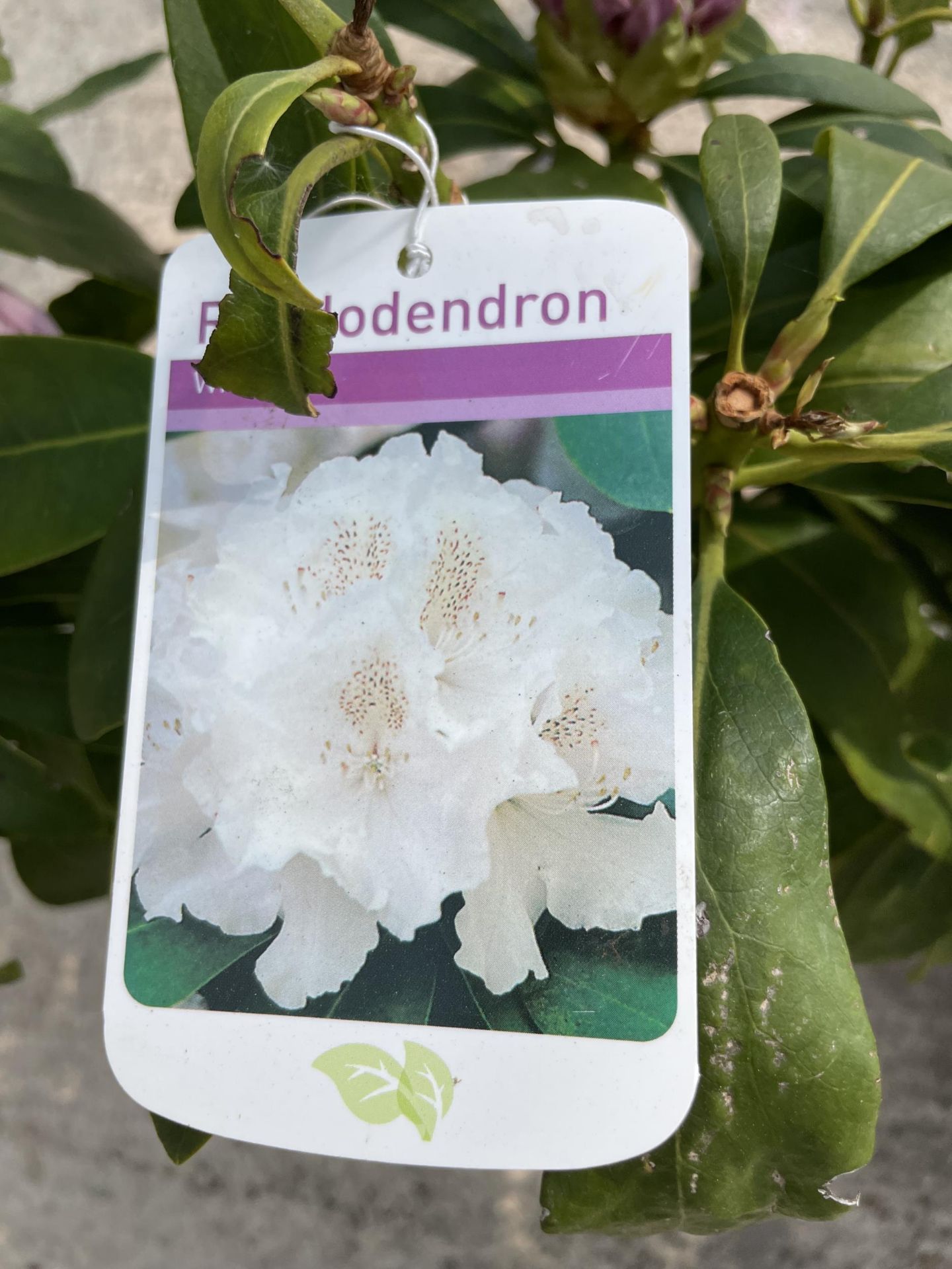 TWO RHODODENDRON IN WHITE AND PINK + VAT - Image 4 of 4