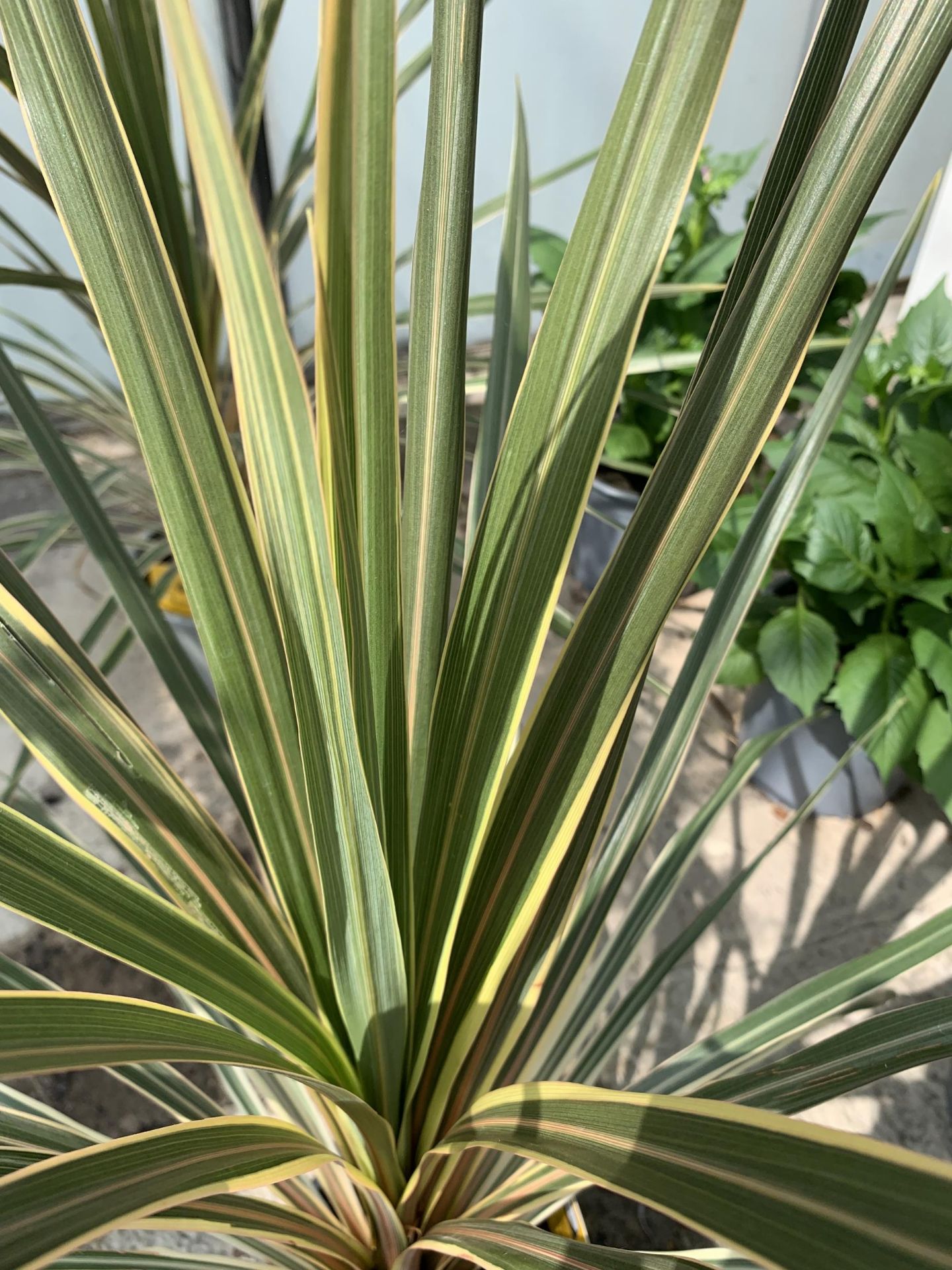 TWO LARGE CORDYLINE TORBAY DAZZLER SIZE C-2 + VAT - Image 3 of 4