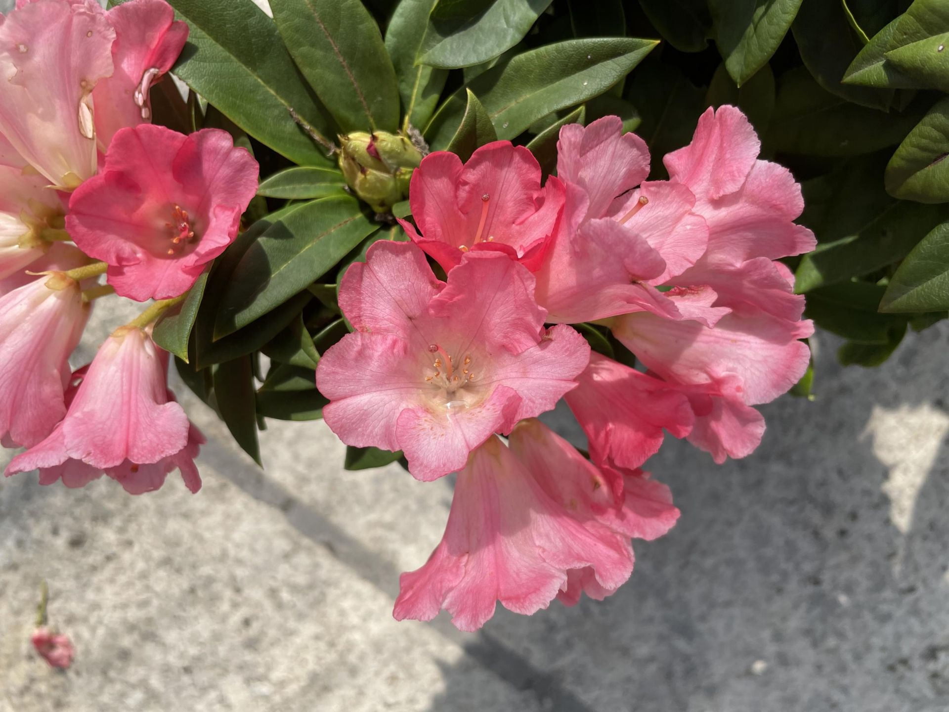 TWO RHODODENDRONS IN PACE PINK + VAT - Image 4 of 4