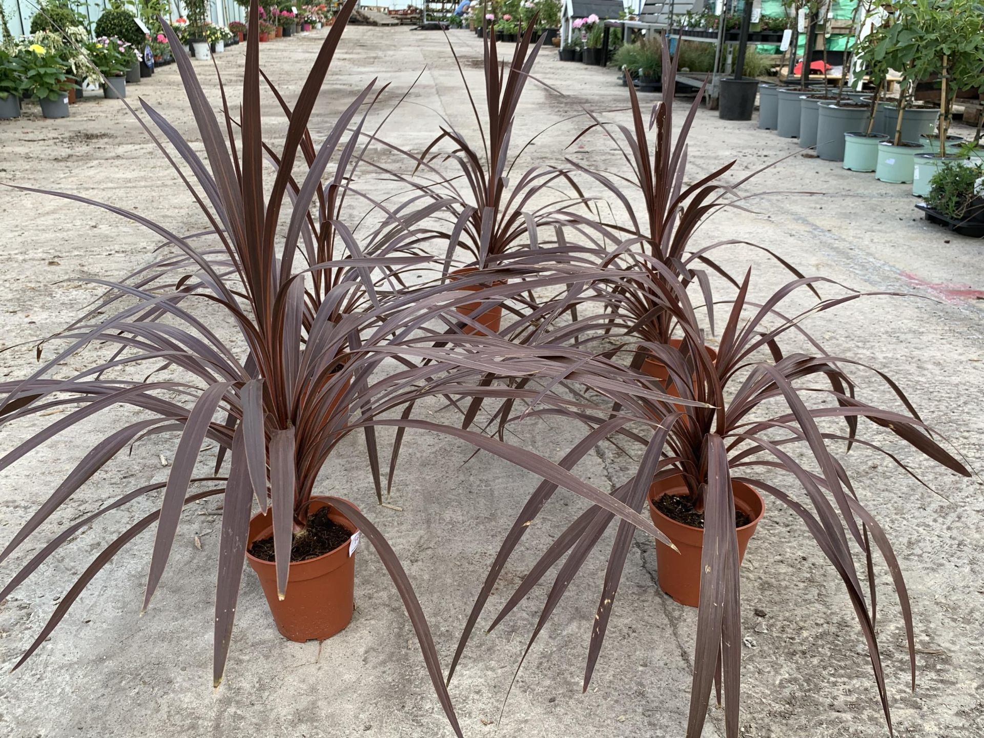 FIVE CORDYLINE RED STAR + VAT