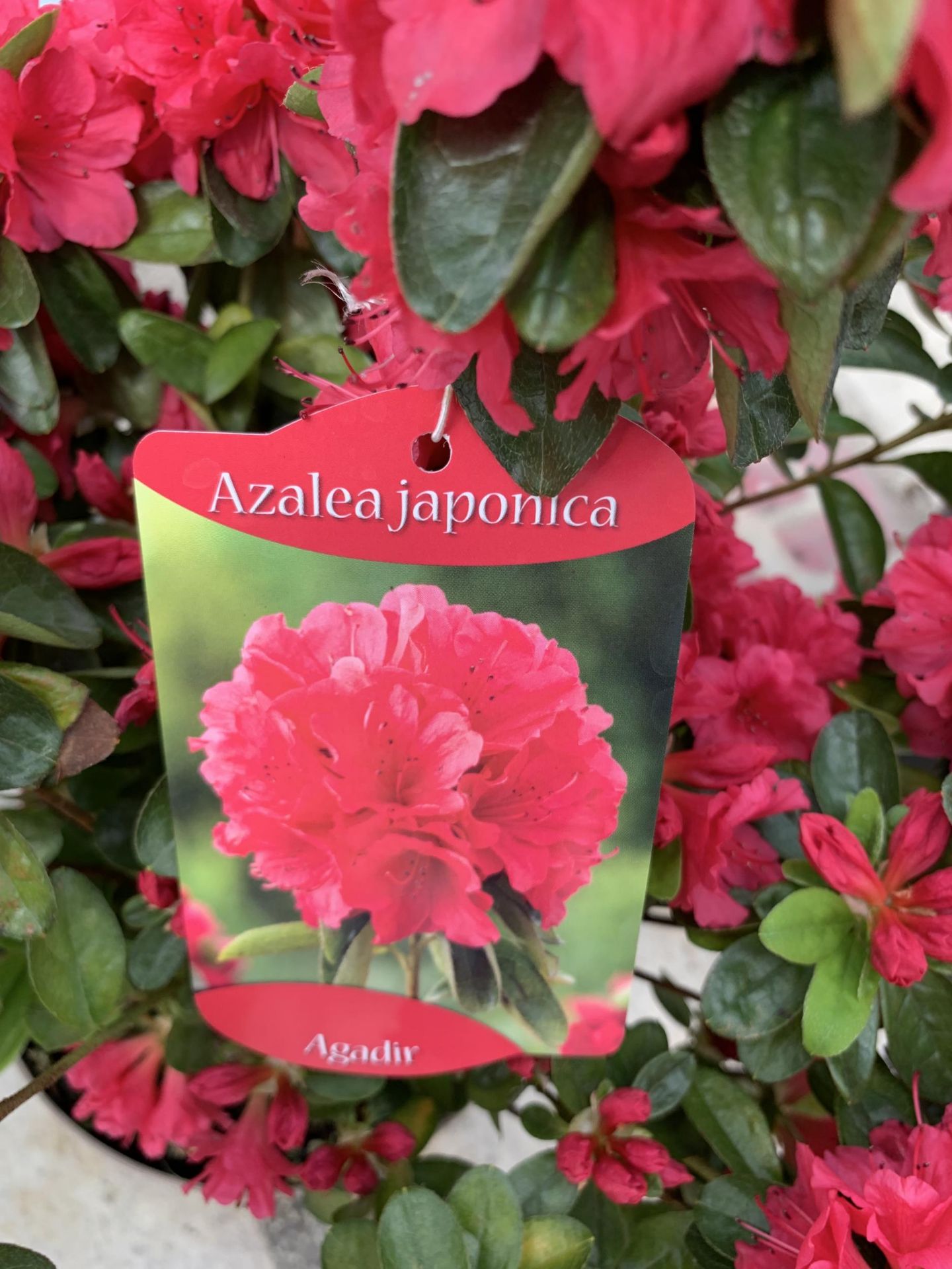 TWO AZALEA JAPONICA AGADIR SIZE C-3 + VAT - Image 4 of 4