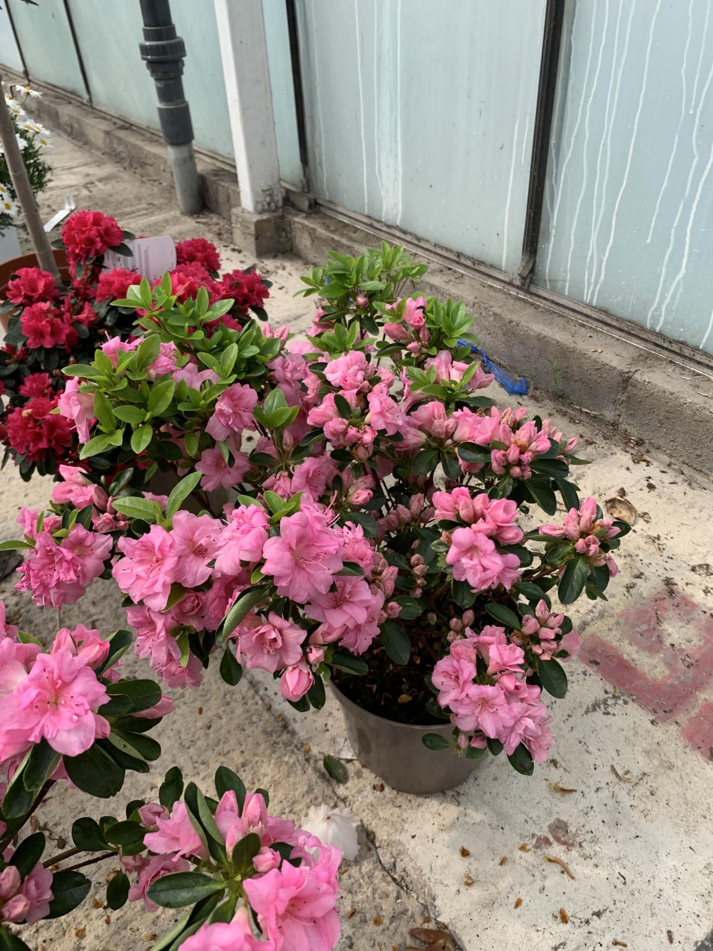 TWO PINK AZALEAS SIZE C-3 + VAT - Image 2 of 3