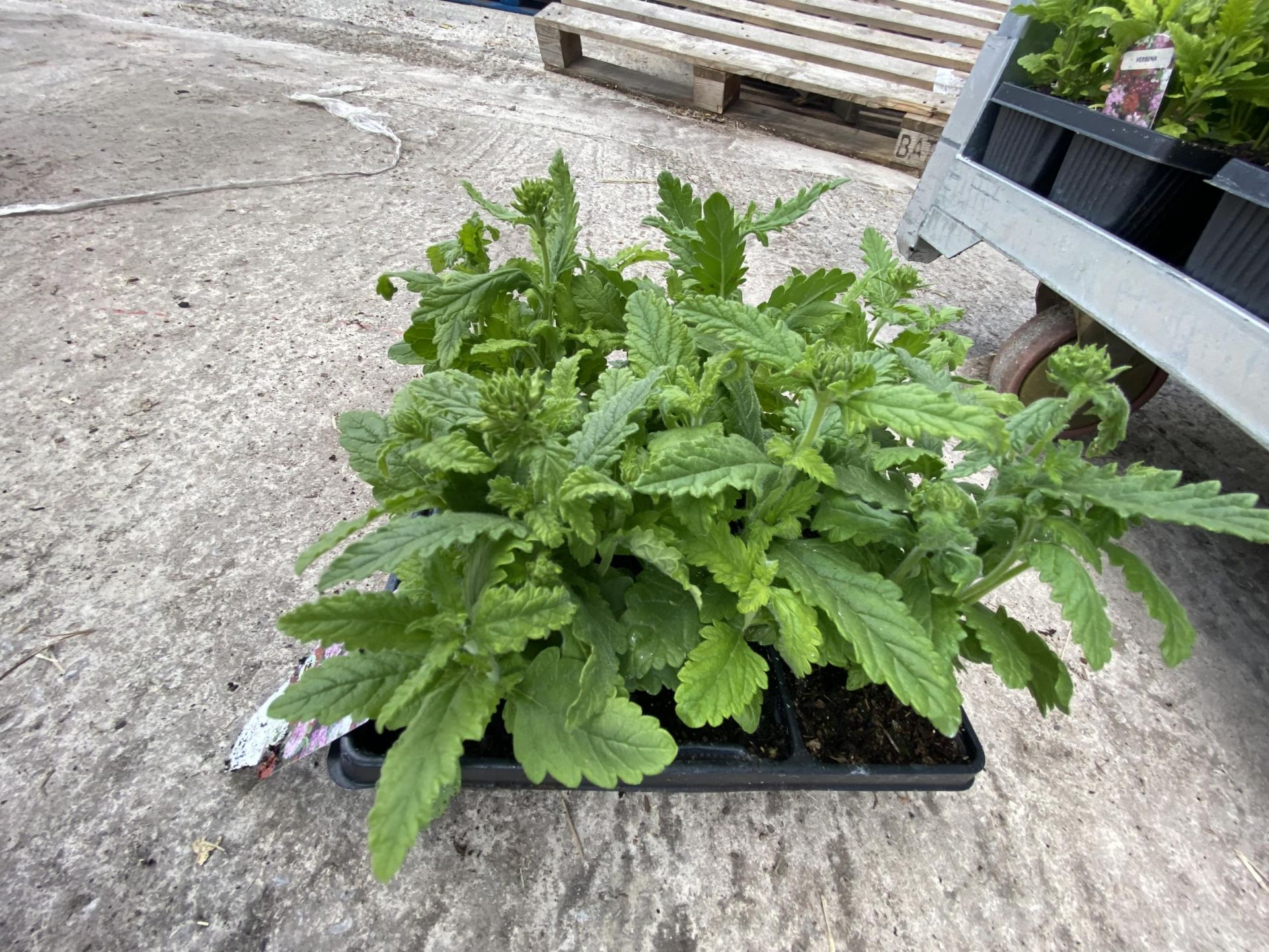 19 TRAYS OF MIXED COLOUR VERBINA BEDDING PLANTS 6 PLANTS PER TRAY TOTAL 114 PLANTS + VAT - Image 2 of 3