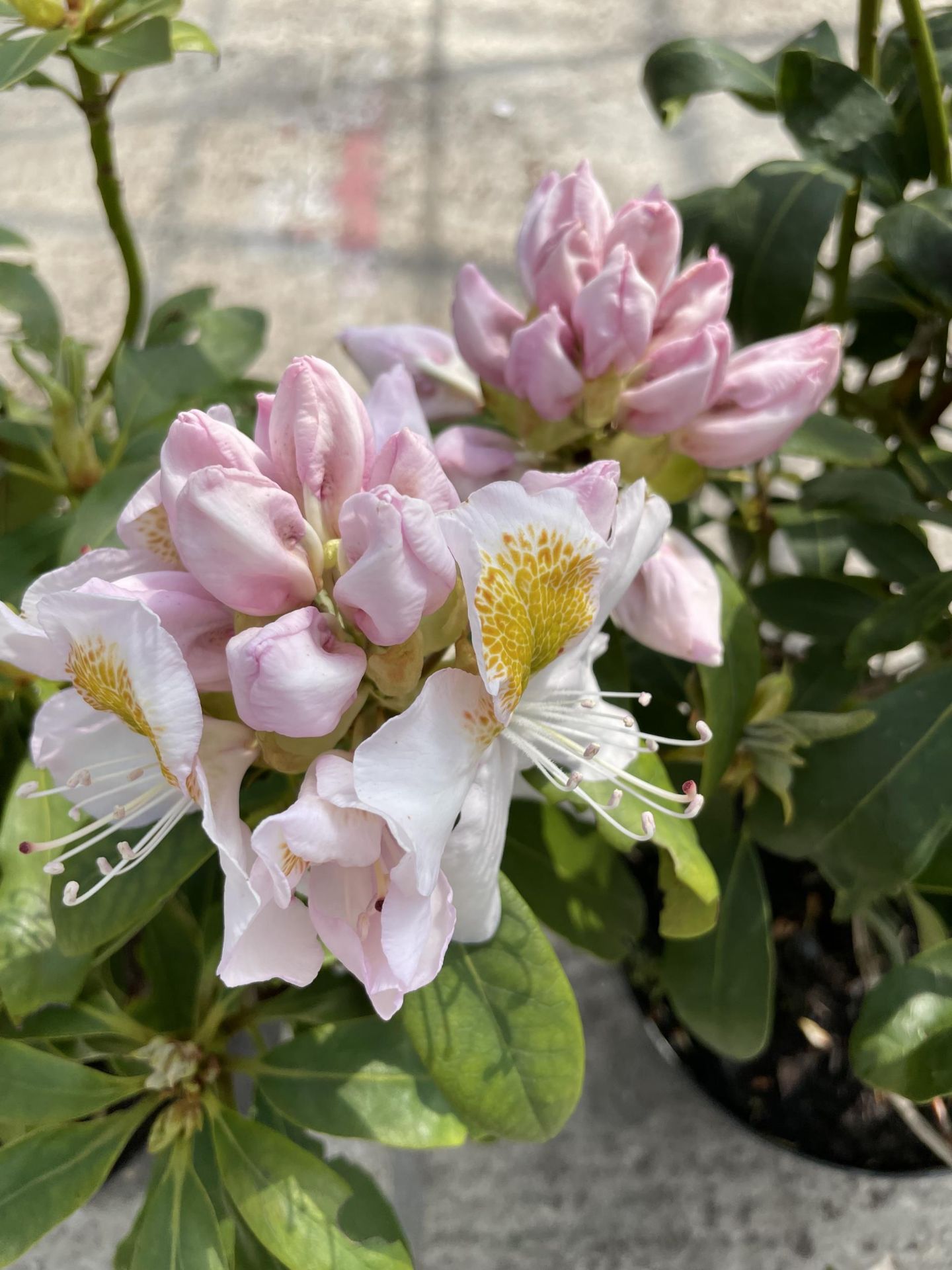 TWO RHODODENDRON IN WHITE AND PINK + VAT - Image 3 of 4