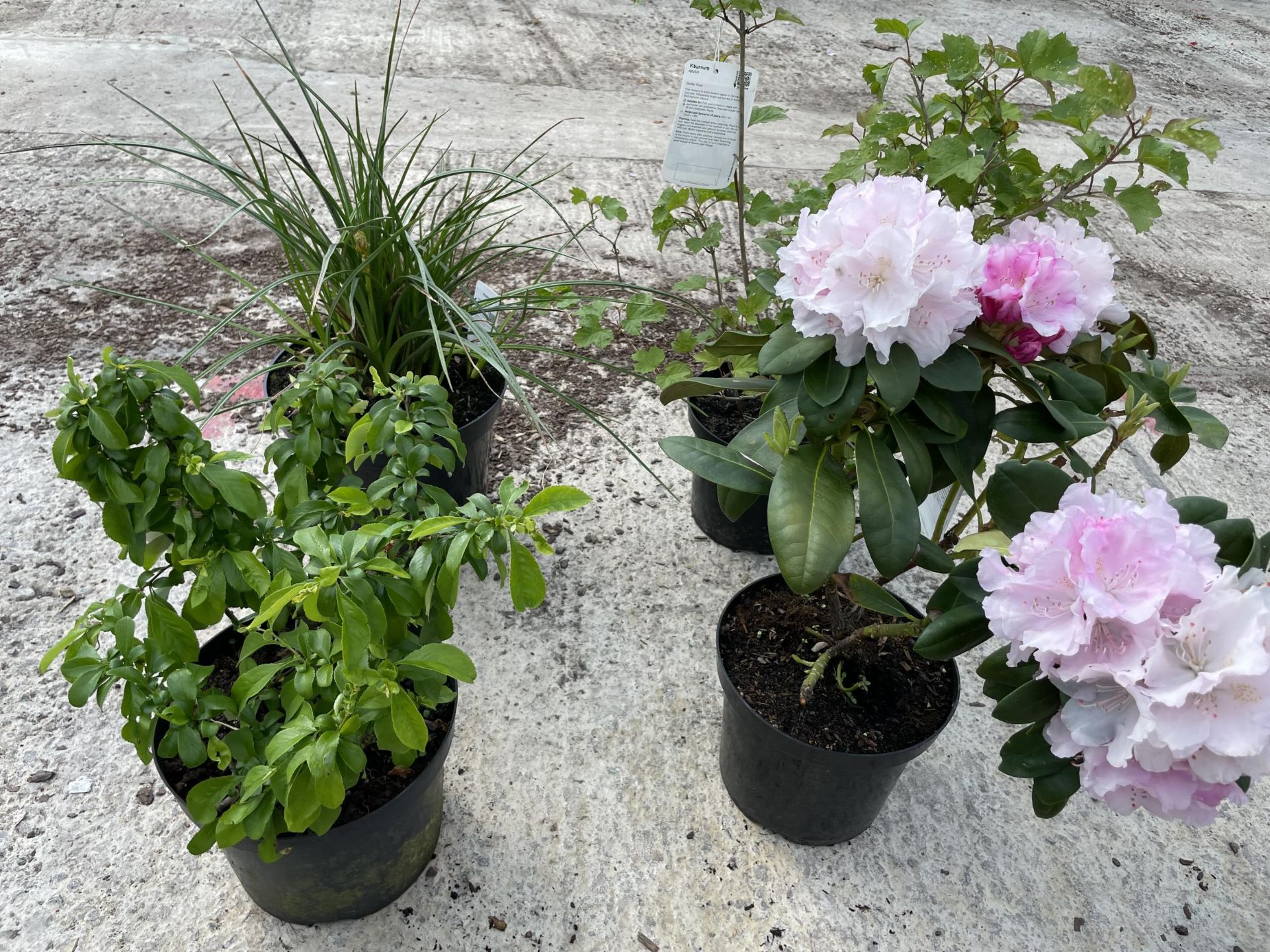 FOUR MIXED SHRUBS TO INCLUDE - ONE RHODODENDRON PINK , ONE CHAENOMELES SUPERBA CAMEO, ONE VIBURNUM - Image 3 of 4