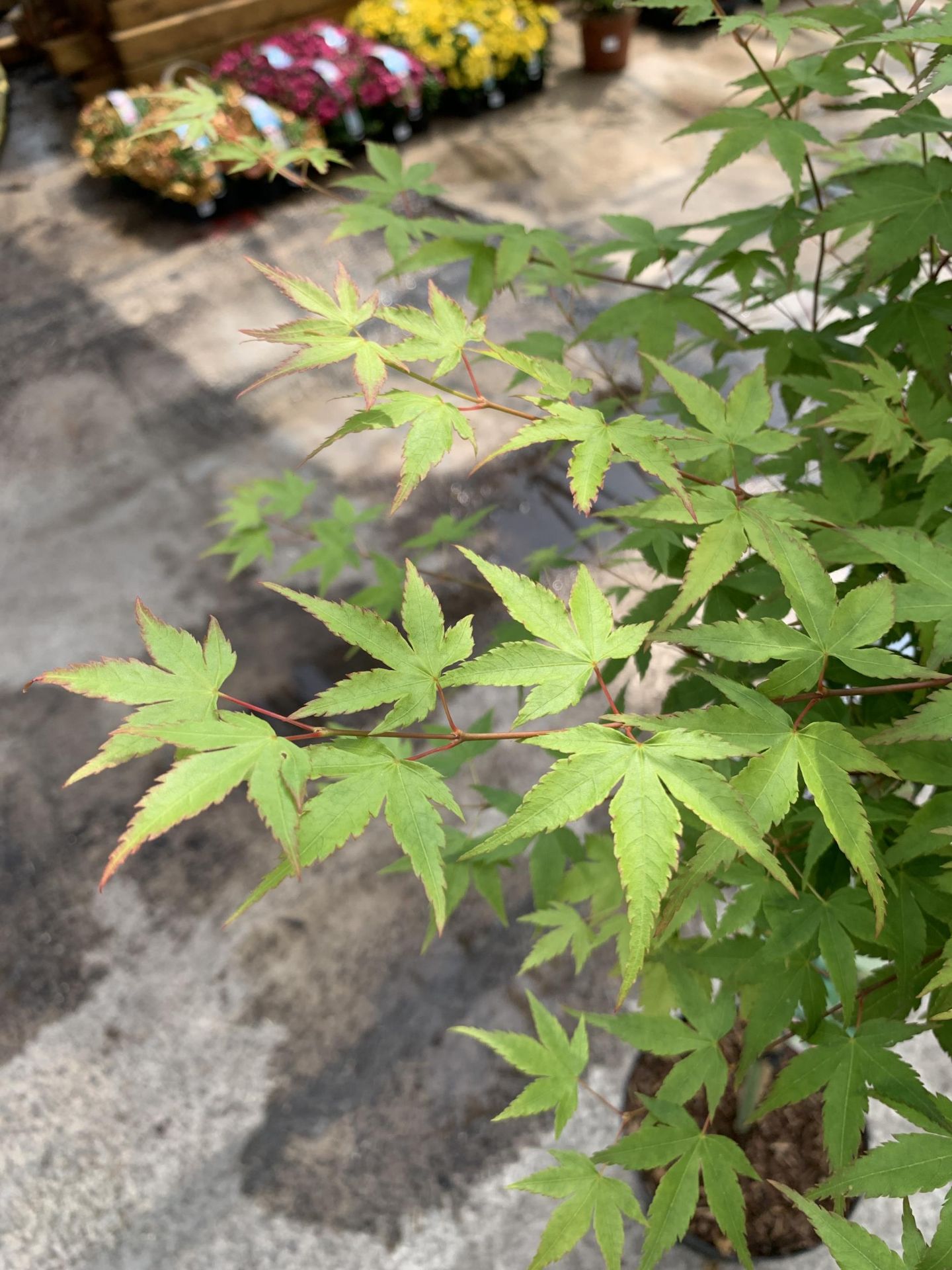 A STANDARD ACER PALMATUM LITTLE PRINCESS IN A 5 LTR POT - Image 3 of 3