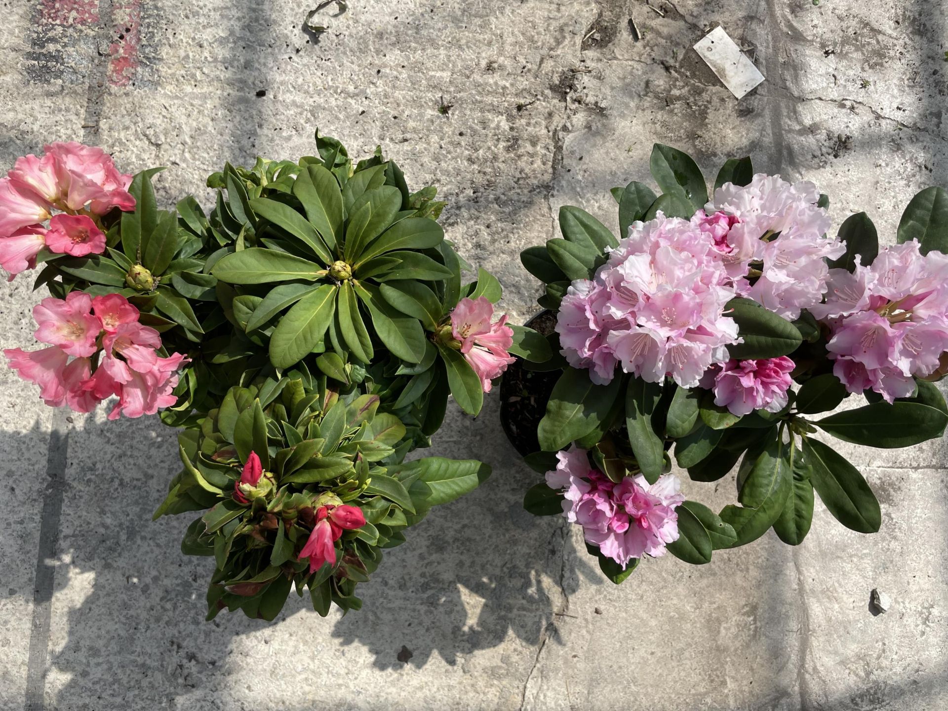 TWO RHODODENDRONS IN PACE PINK + VAT - Image 2 of 4