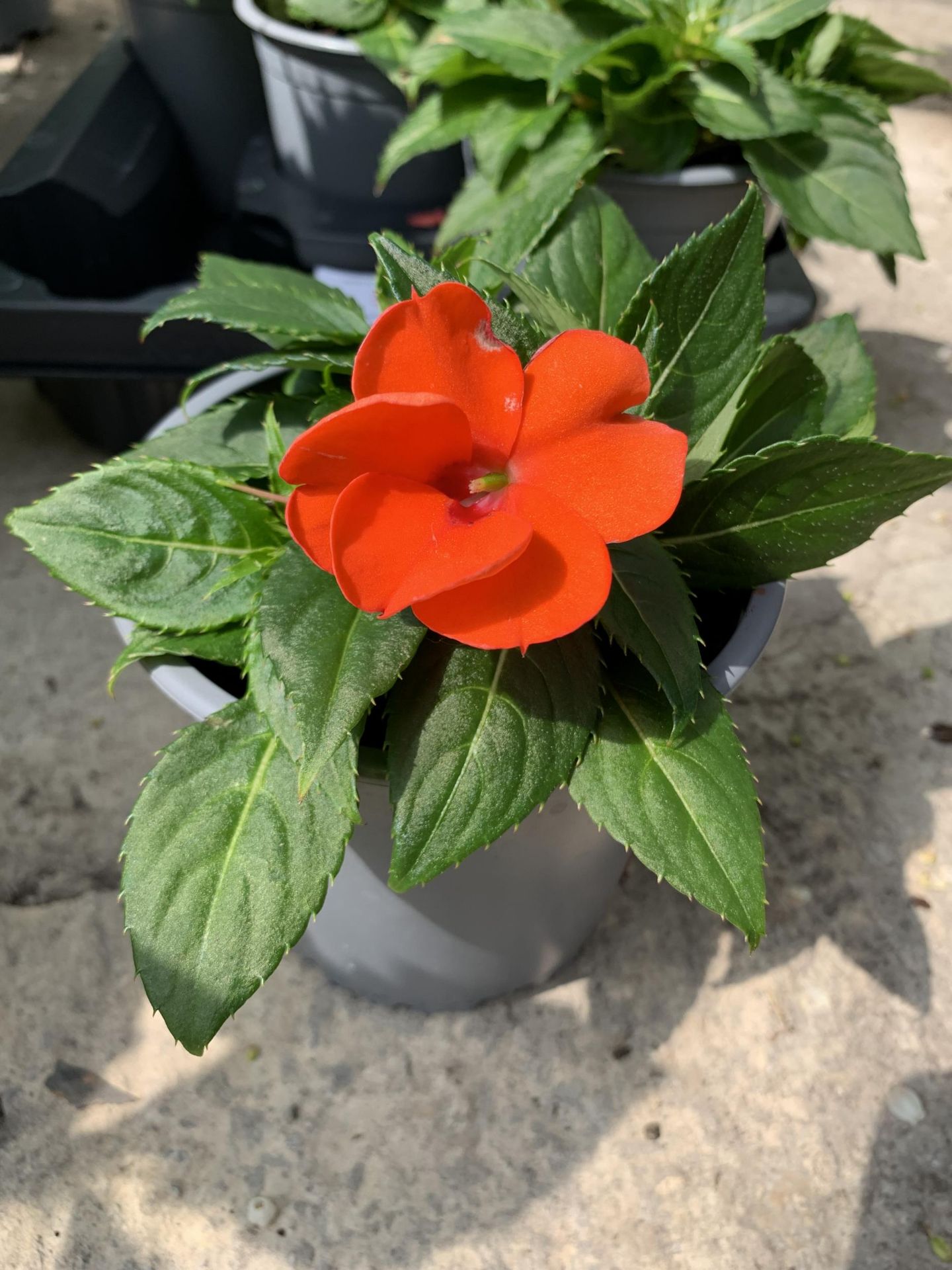 EIGHT RED NEW GUINEA IMPATIENS + VAT - Image 2 of 2