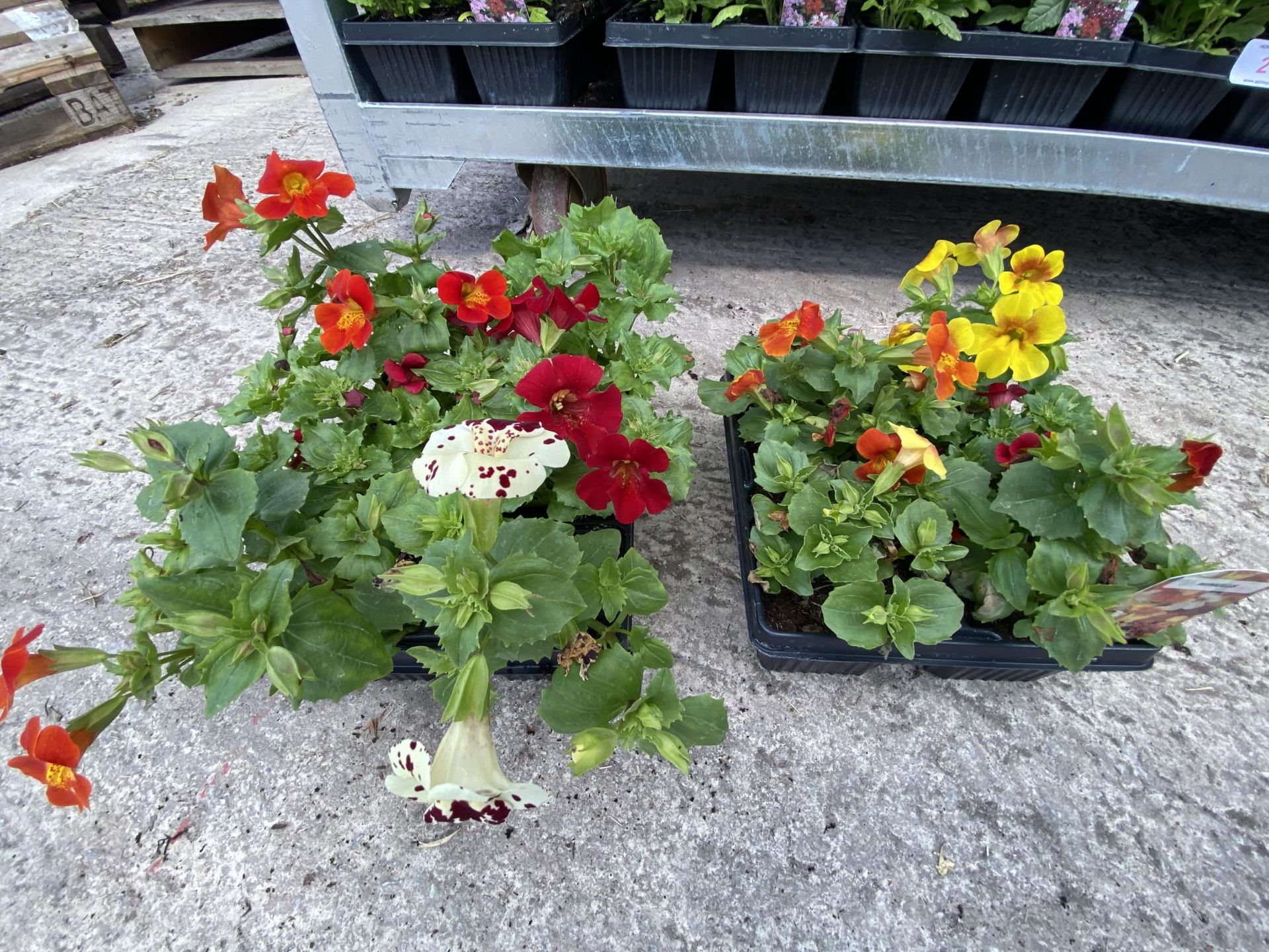 19 TRAYS OF MIXED COLOUR MIMULAS BEDDING PLANTS 6 PLANTS IN A TRAY TOTAL 114 PLANTS + VAT - Image 2 of 3