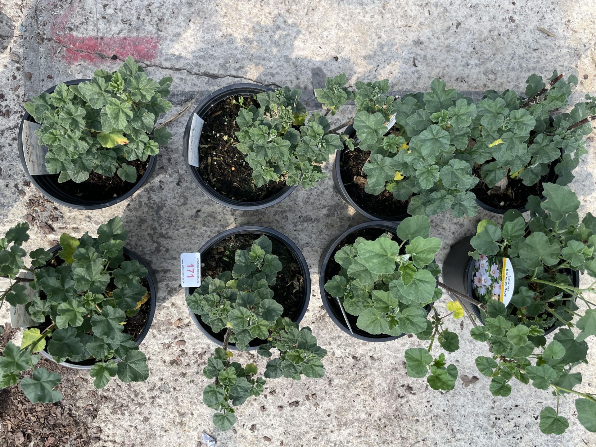 EIGHT LAVATERA PLANTS BARNSLEY BABY + VAT - Image 2 of 4