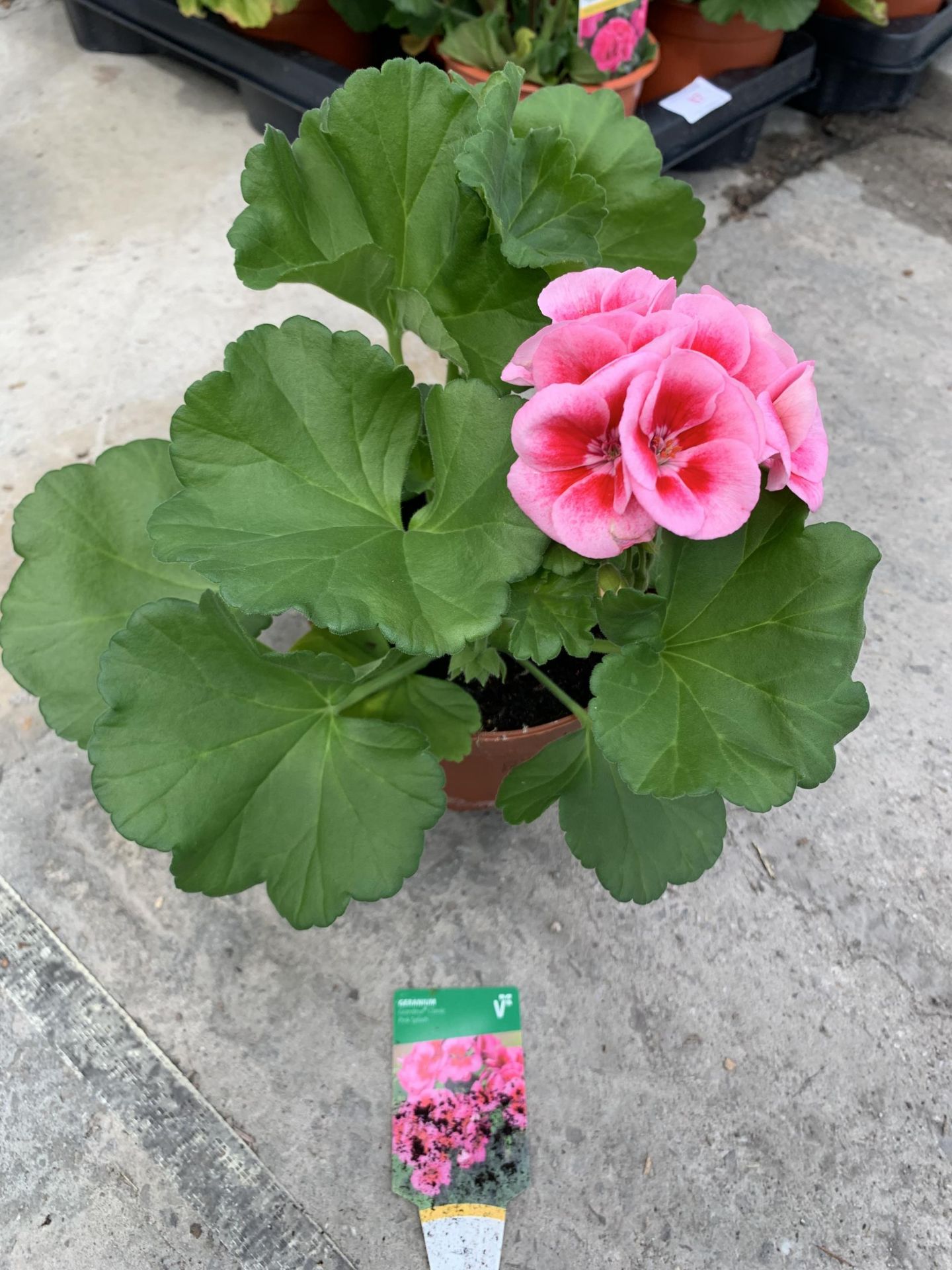 EIGHT GERANIUM GRANDEUR CLASSIC PINK SPLASH + VAT