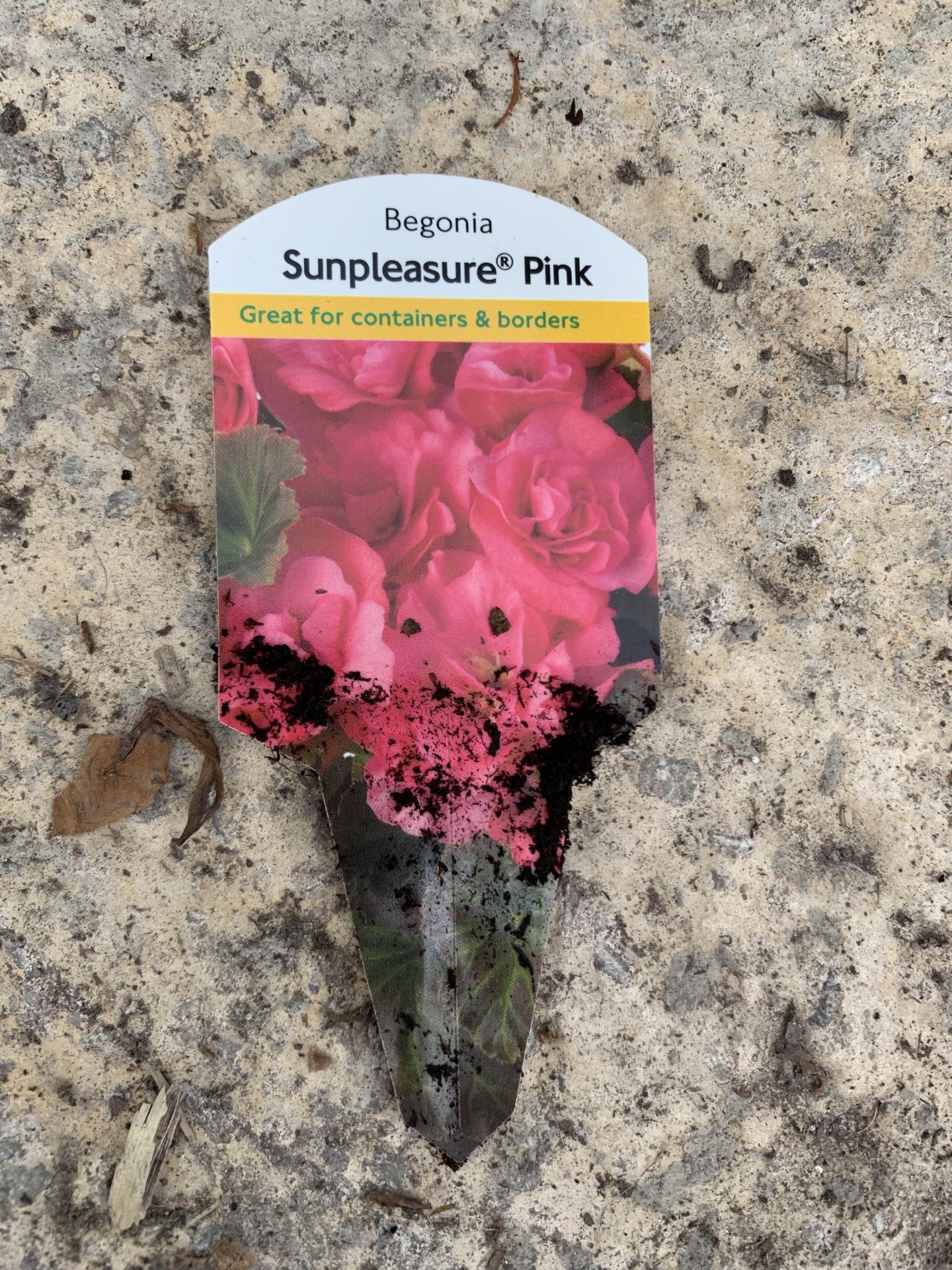 EIGHT BEGONIA SUNPLEASURE PINK + VAT - Image 3 of 3