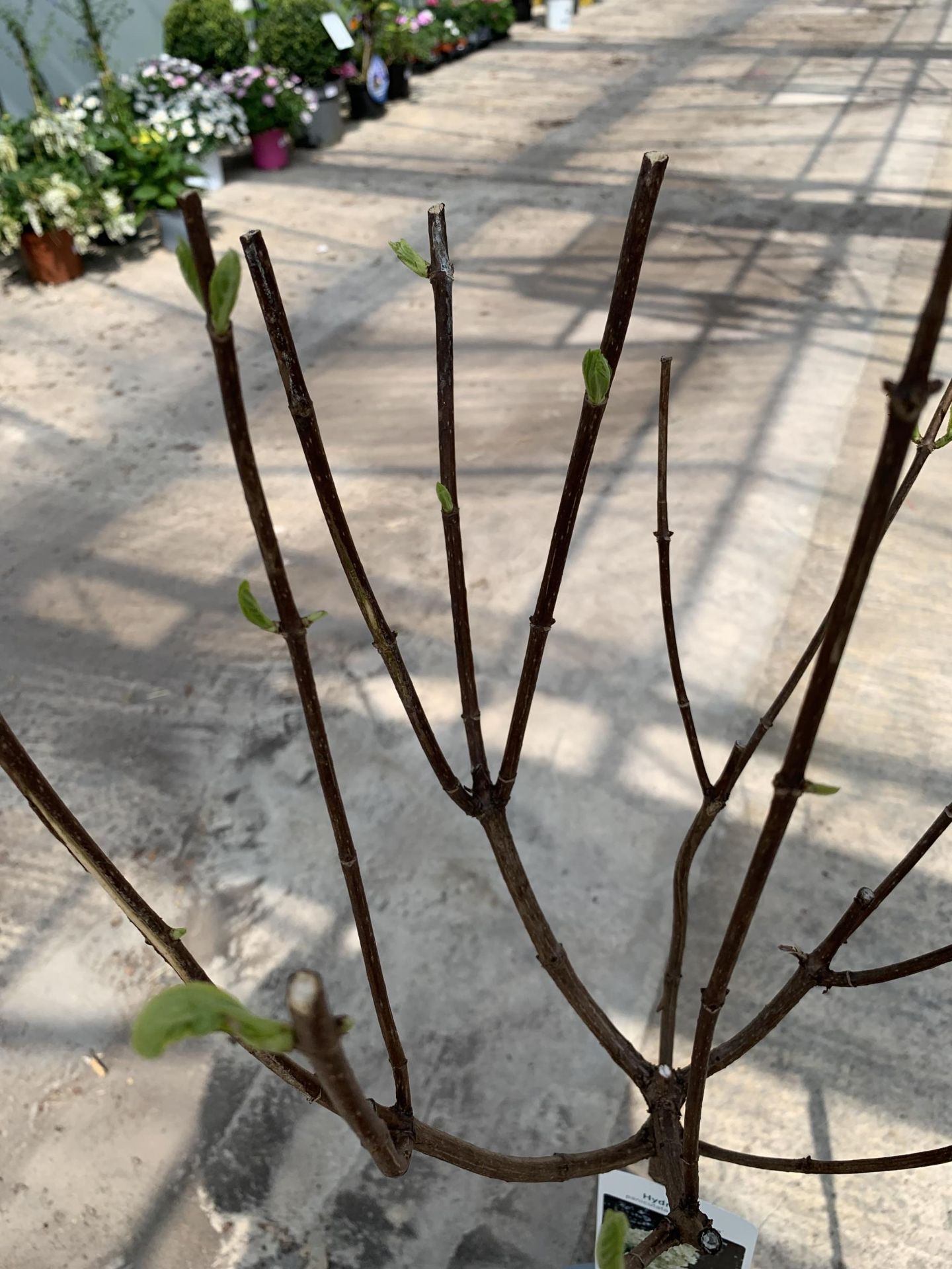 TWO STANDARD HYDRANGEAS PANICULATA GRANDIFLORA APPROX 110CM HIGH + VAT - Image 3 of 3