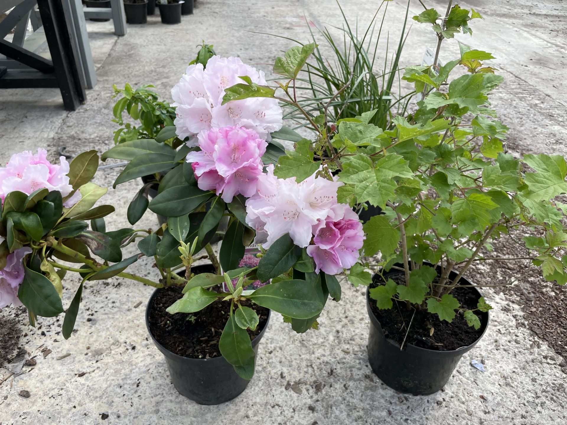 FOUR MIXED SHRUBS TO INCLUDE - ONE RHODODENDRON PINK , ONE CHAENOMELES SUPERBA CAMEO, ONE VIBURNUM - Image 4 of 4