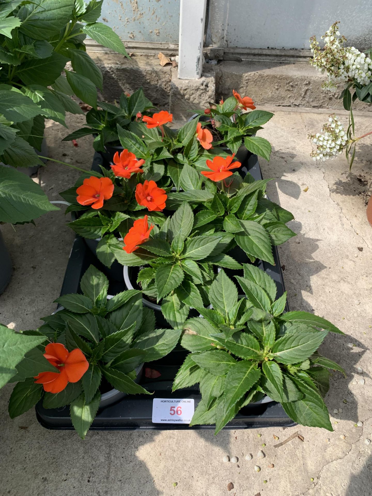 EIGHT RED NEW GUINEA IMPATIENS + VAT