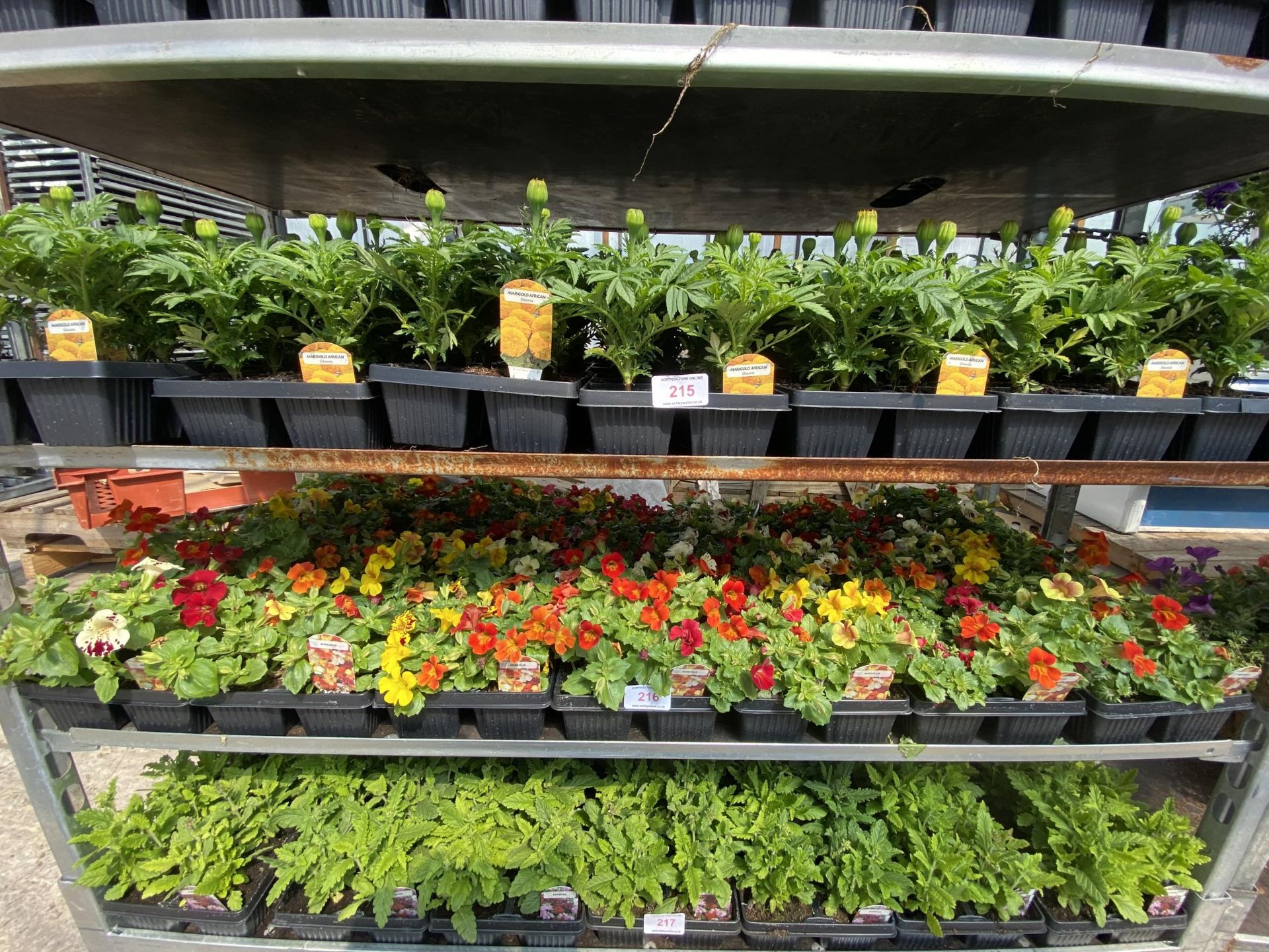 19 TRAYS OF MIXED COLOUR MIMULAS BEDDING PLANTS 6 PLANTS IN A TRAY TOTAL 114 PLANTS + VAT