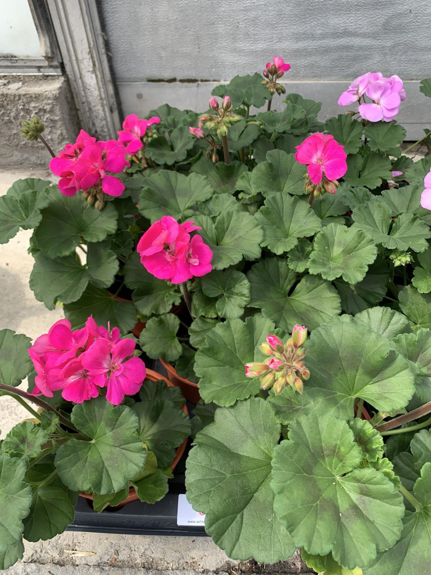 EIGHT GERANIUM GRANDUER DARK PURPLE + VAT