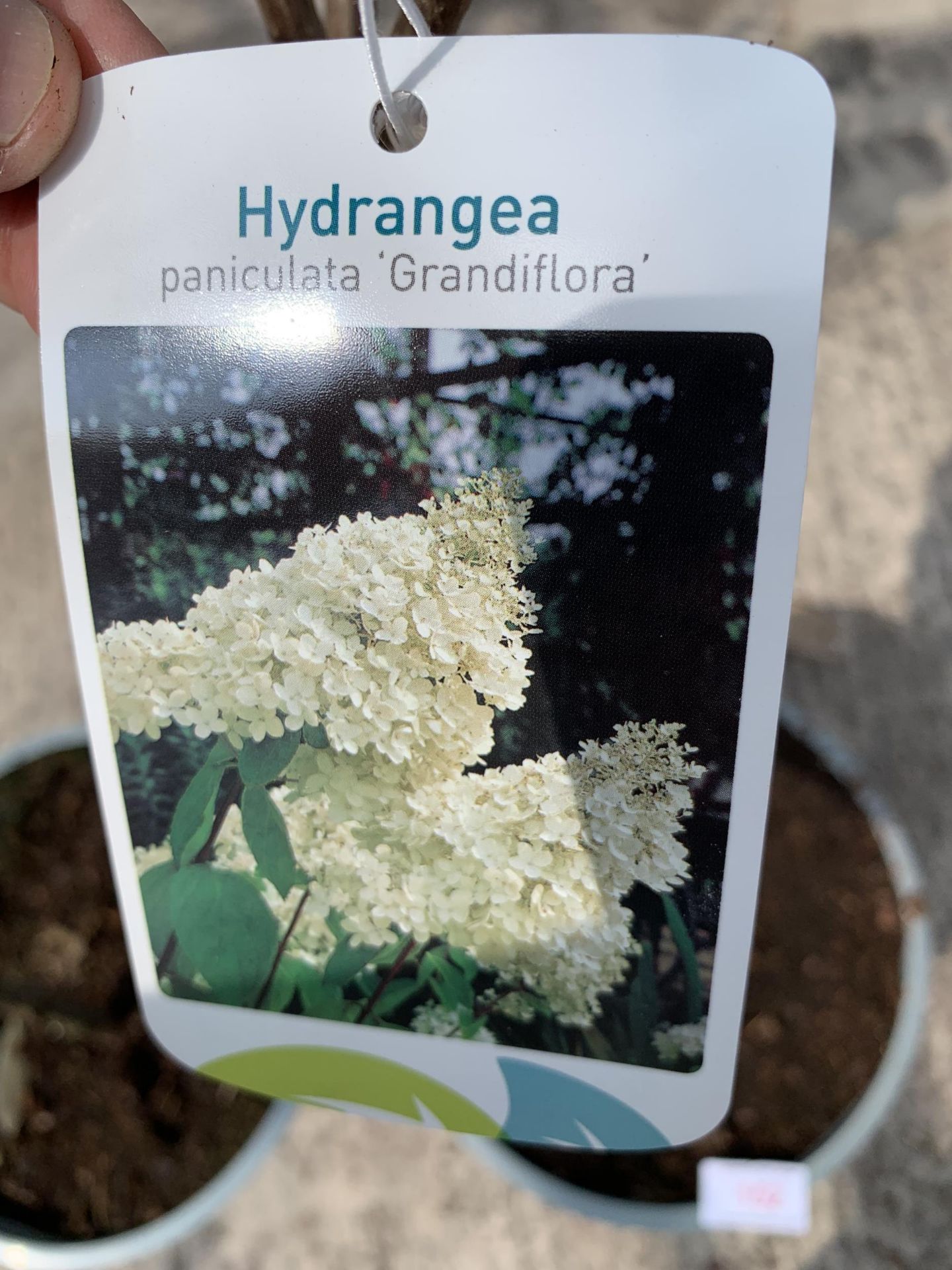 TWO STANDARD HYDRANGEAS PANICULATA GRANDIFLORA APPROX 110CM HIGH + VAT - Image 2 of 4