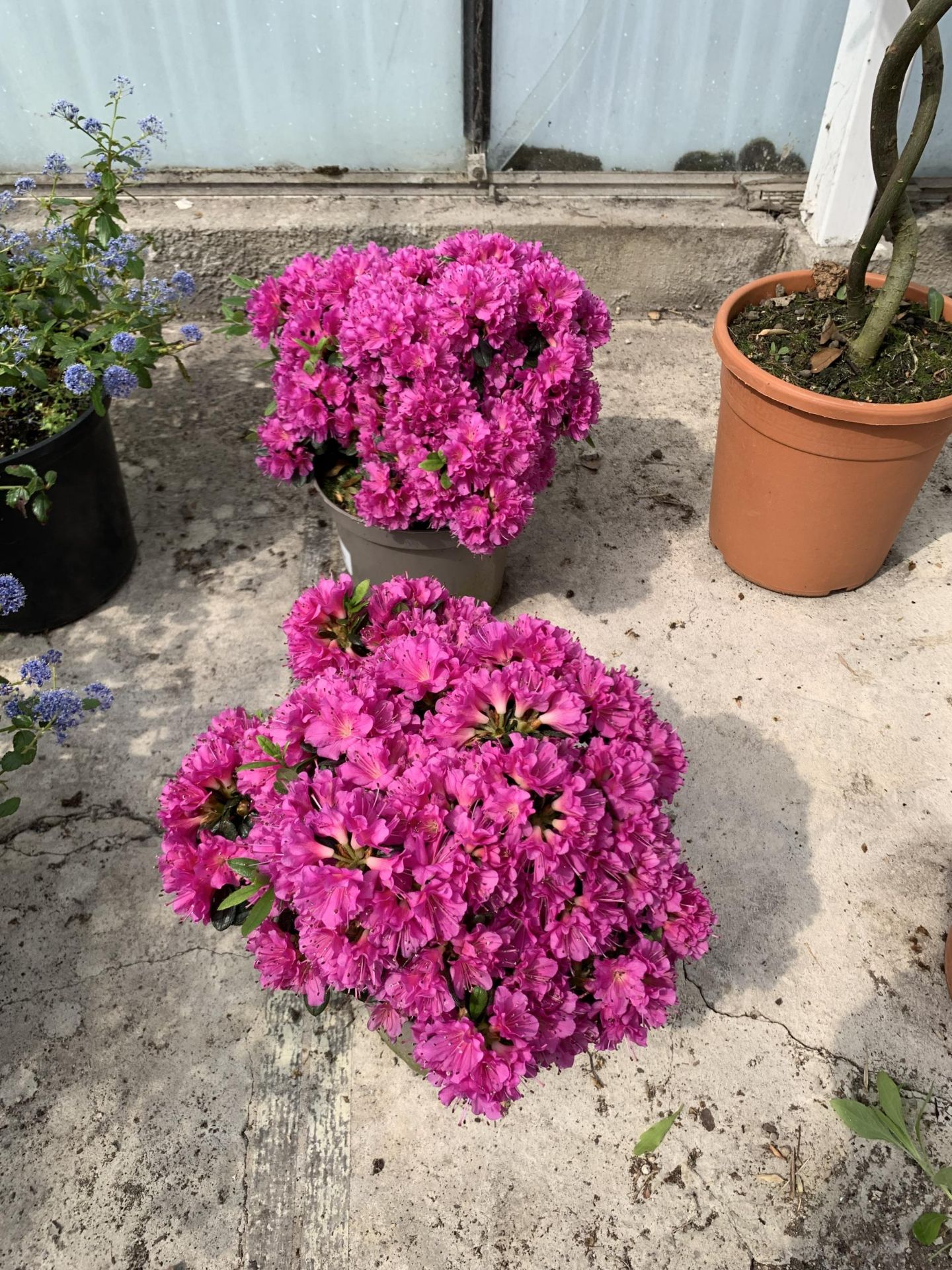 TWO AZALEA JAPONICA MULTIFLORA PURPER SIZE C-2 +VAT