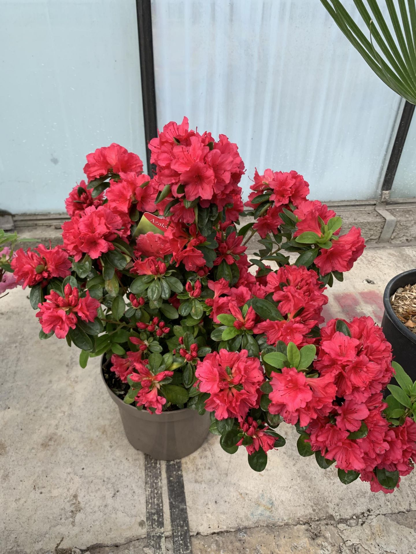 TWO AZALEA JAPONICA AGADIR SIZE C-3 + VAT - Image 2 of 4