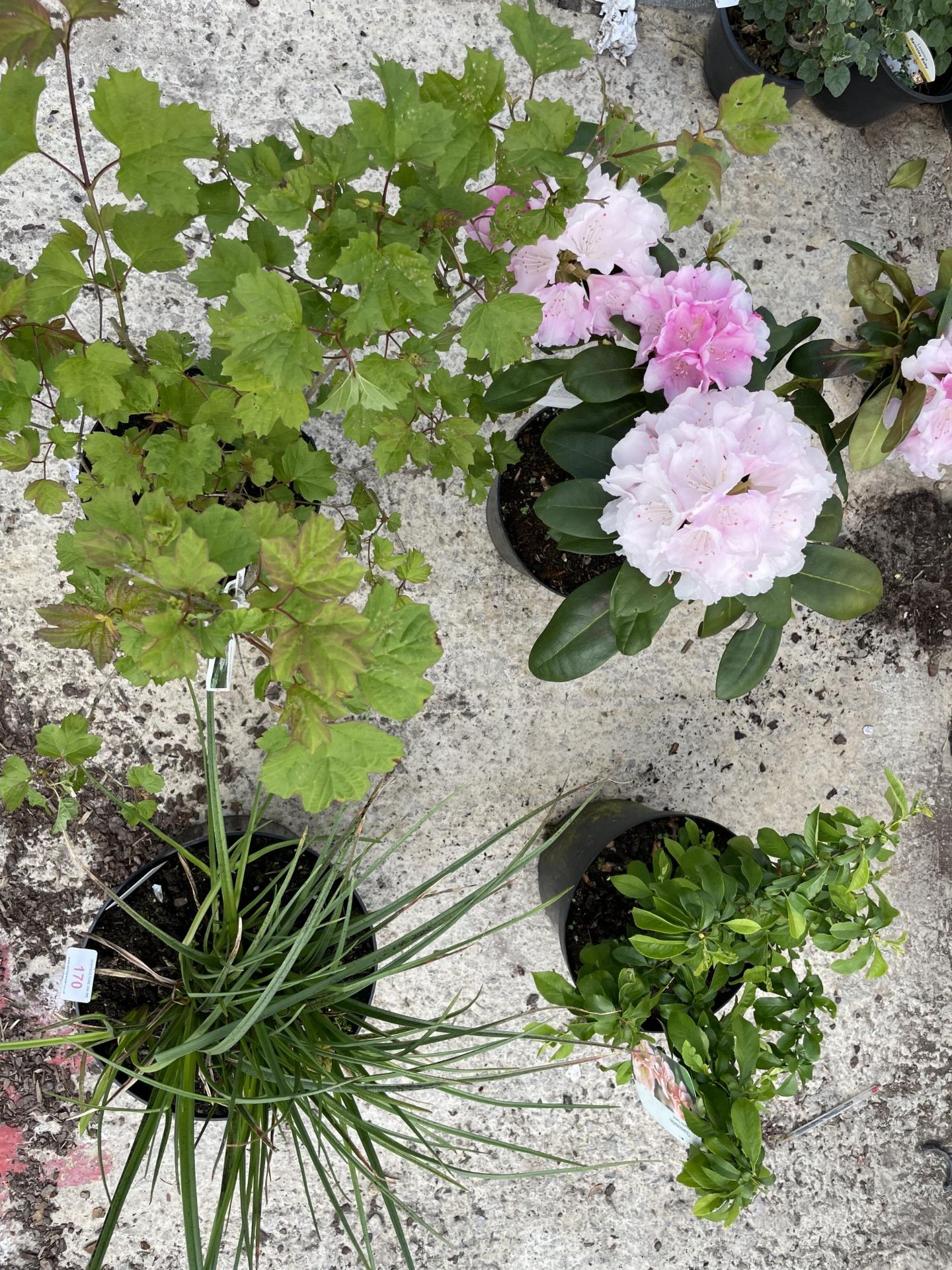 FOUR MIXED SHRUBS TO INCLUDE - ONE RHODODENDRON PINK , ONE CHAENOMELES SUPERBA CAMEO, ONE VIBURNUM - Image 2 of 4