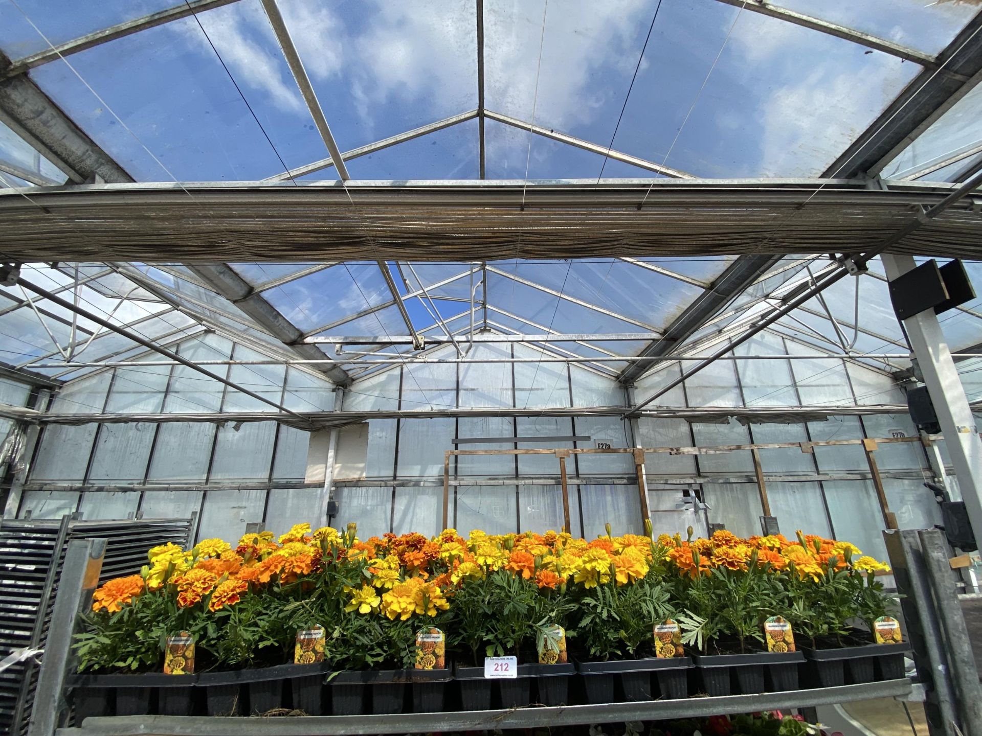 19 TRAYS OF MIXED COLOUR FRENCH MARIGOLD BEDDING PLANTS 9 PLANTS IN A TRAY TOTAL 171 PLANTS + VAT