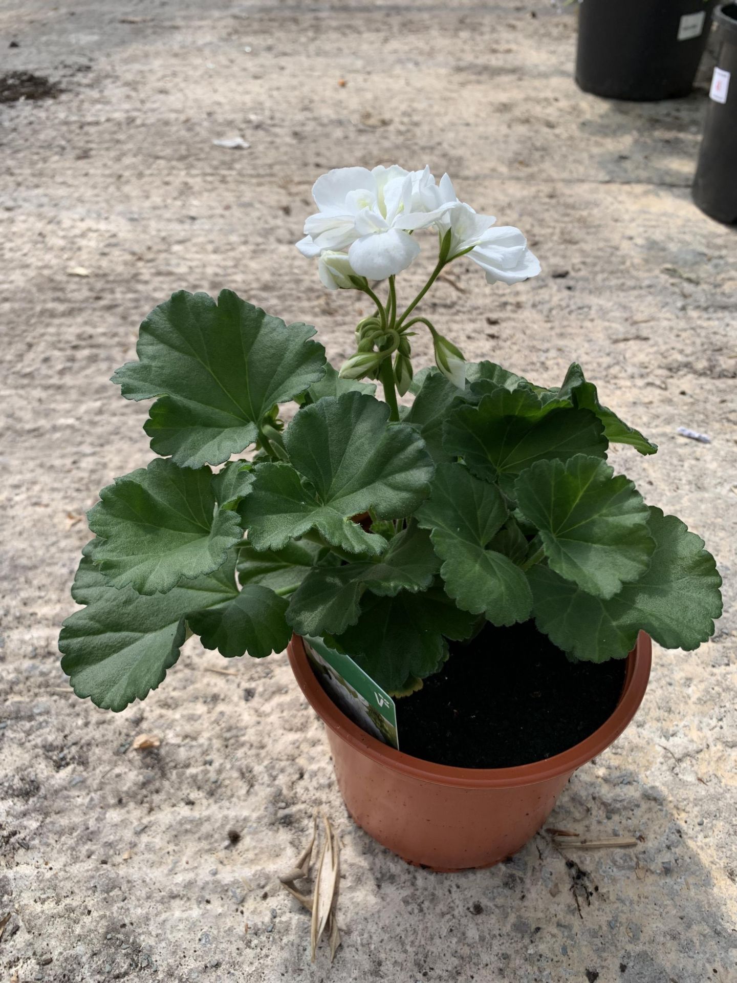 EIGHT GERANIUM GRANDUER DARK WHITE + VAT - Image 2 of 3