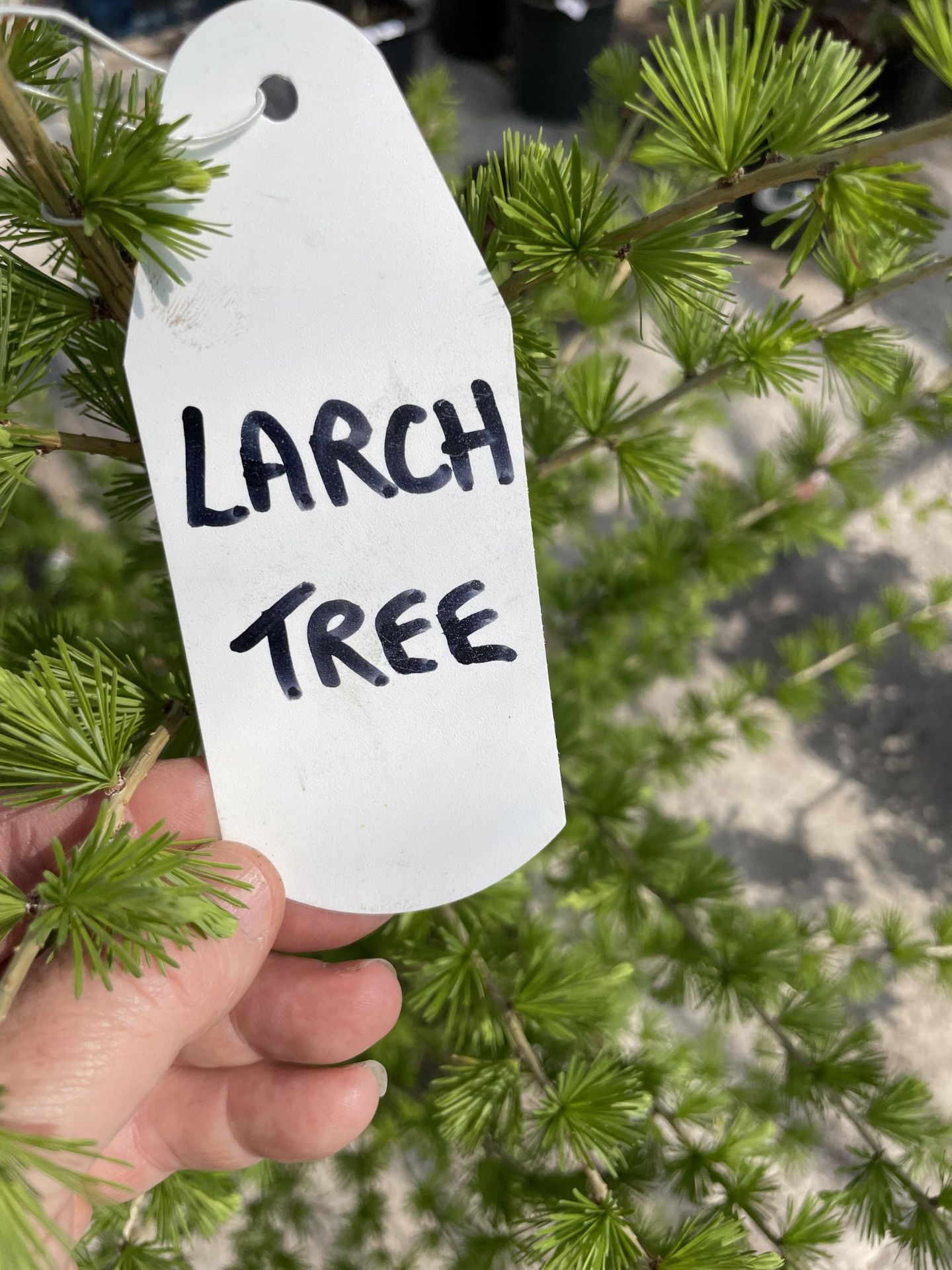 ONE POT GROWN LARCH TREE + VAT - Image 4 of 4