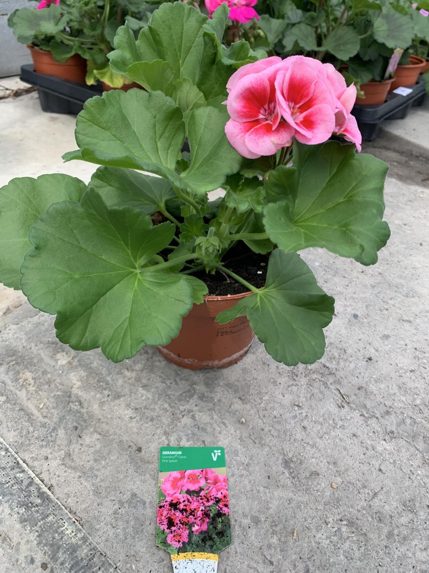 EIGHT GERANIUM GRANDEUR CLASSIC PINK SPLASH + VAT - Image 2 of 2