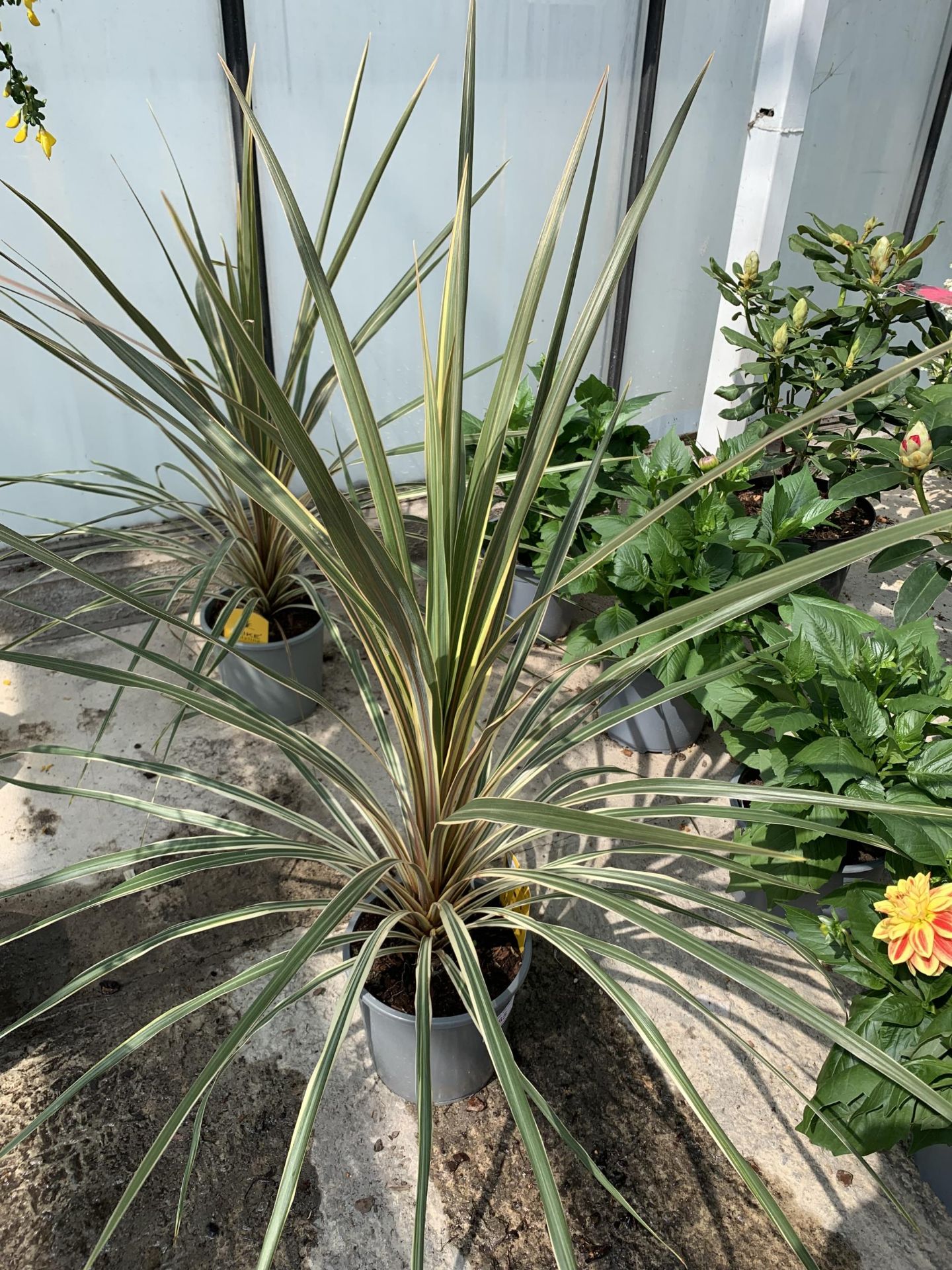 TWO LARGE CORDYLINE TORBAY DAZZLER SIZE C-2 + VAT - Image 2 of 4