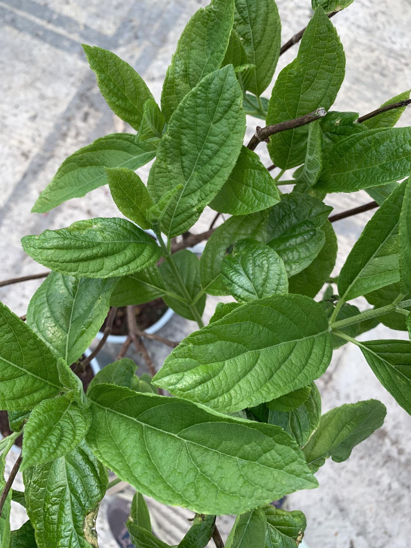 TWO STANDARD HYDRANGEAS PANICULATA GRANDIFLORA APPROX 110CM HIGH + VAT - Image 4 of 4