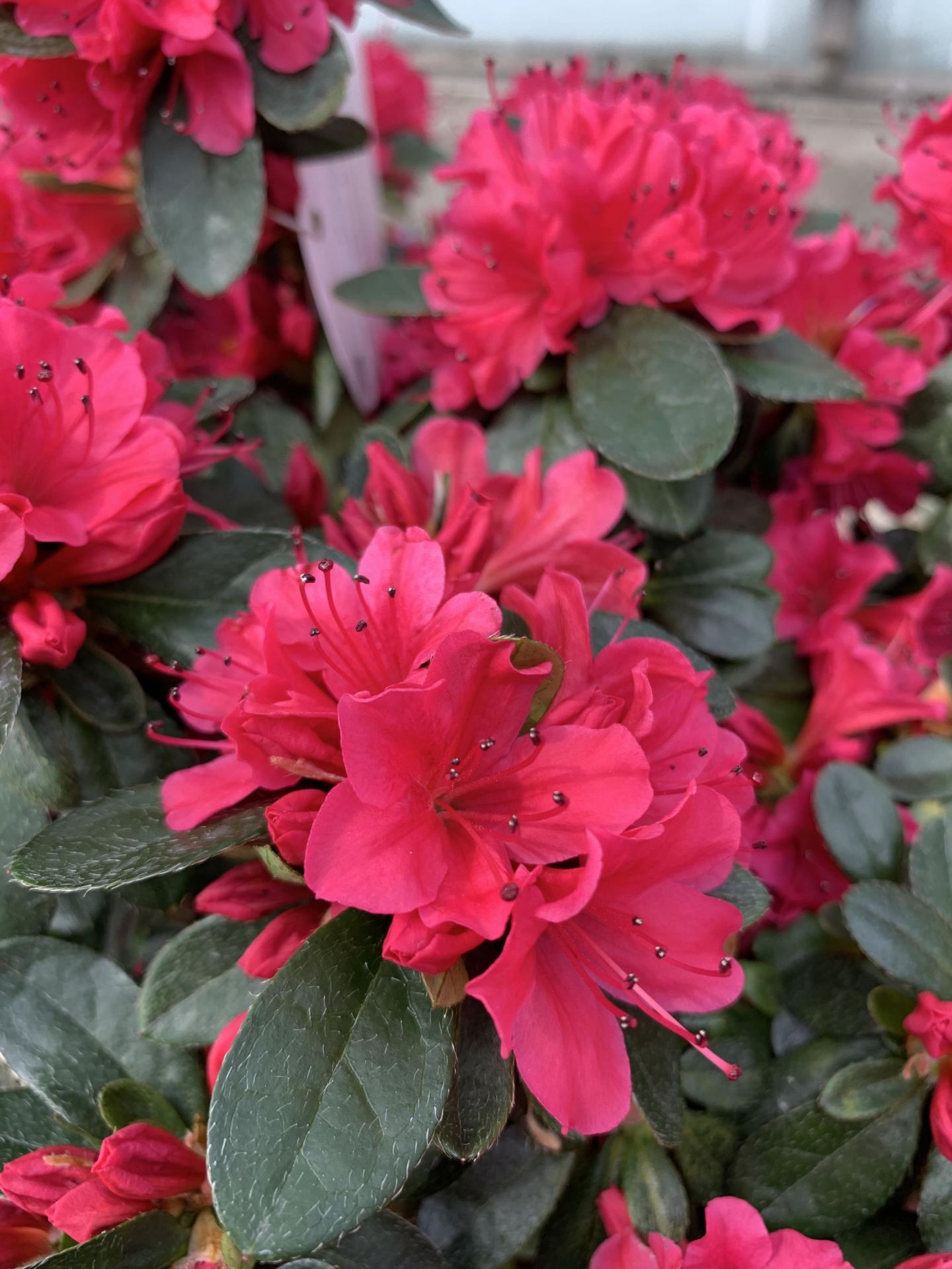 TWO AZALEA GESHIA RED SIZE C-3 + VAT - Image 3 of 4