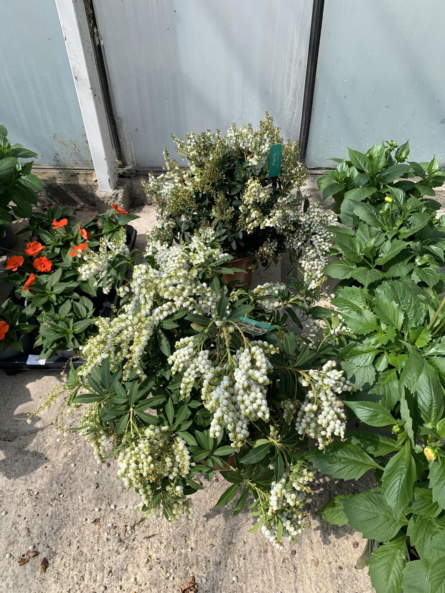 TWO PIERIS JAPONICA IN 5 LTR POTS + VAT