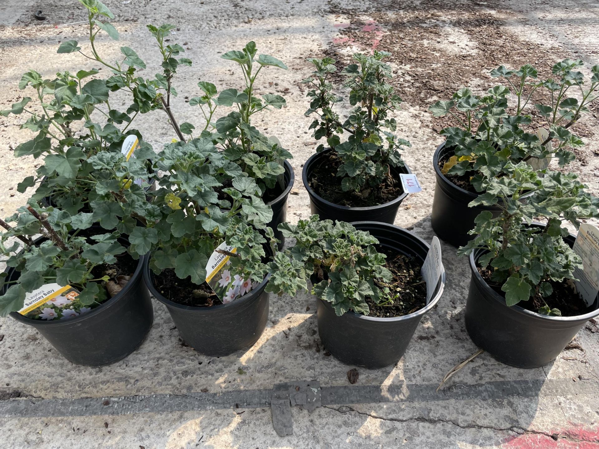 EIGHT LAVATERA PLANTS BARNSLEY BABY + VAT