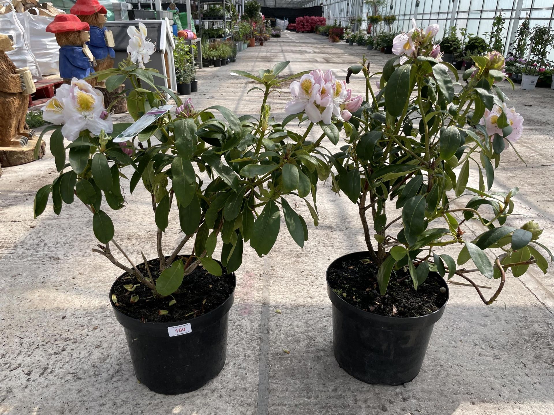 TWO RHODODENDRON IN WHITE AND PINK + VAT - Image 2 of 4