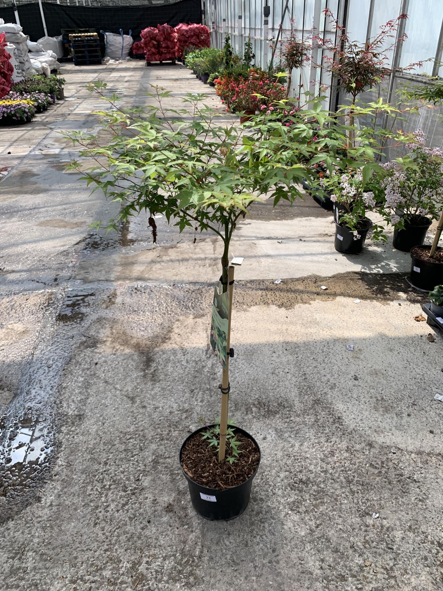 A STANDARD ACER PALMATUM LITTLE PRINCESS IN A 5 LTR POT + VAT