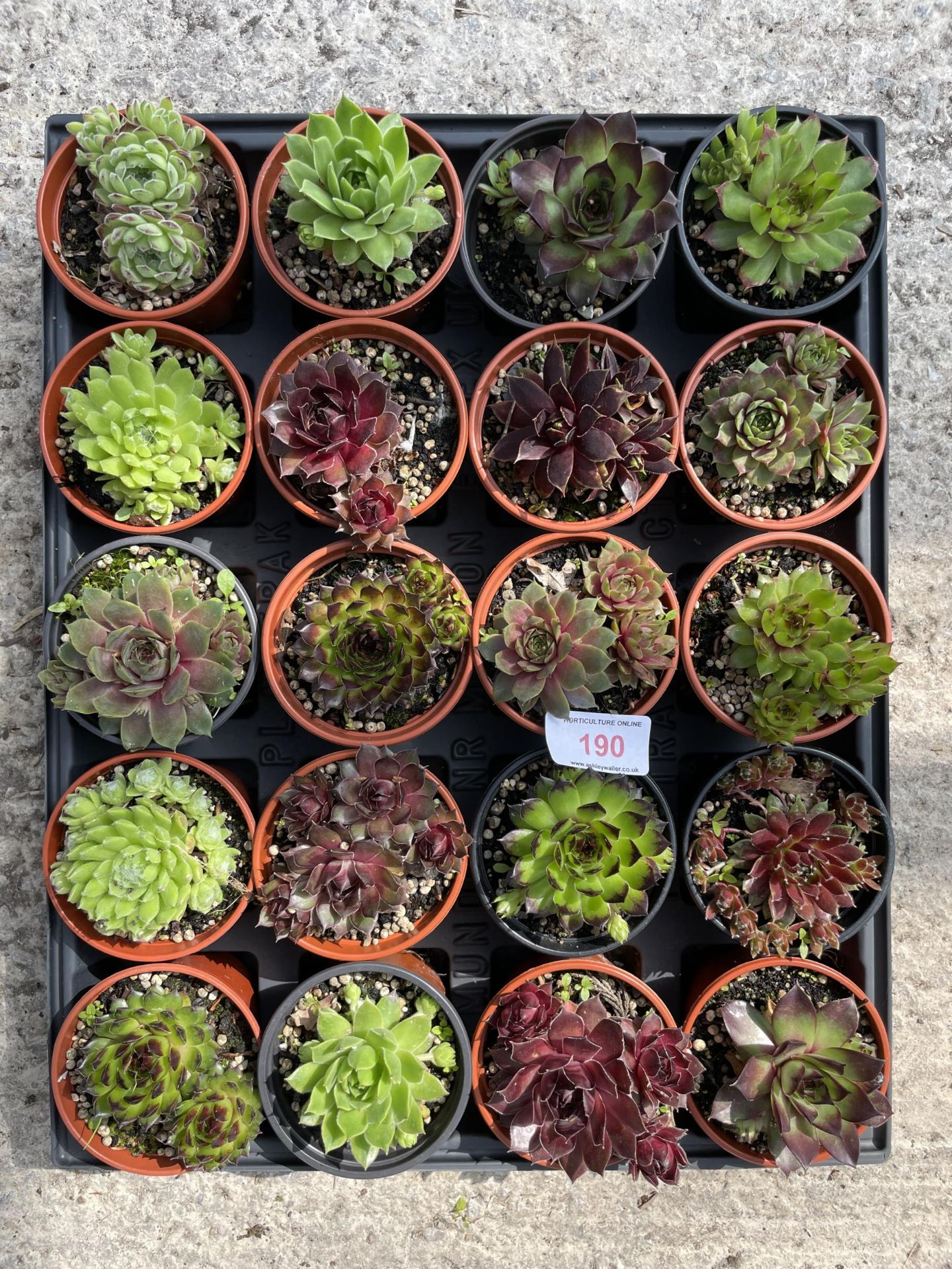 TWENTY SEMPERVIUM + VAT