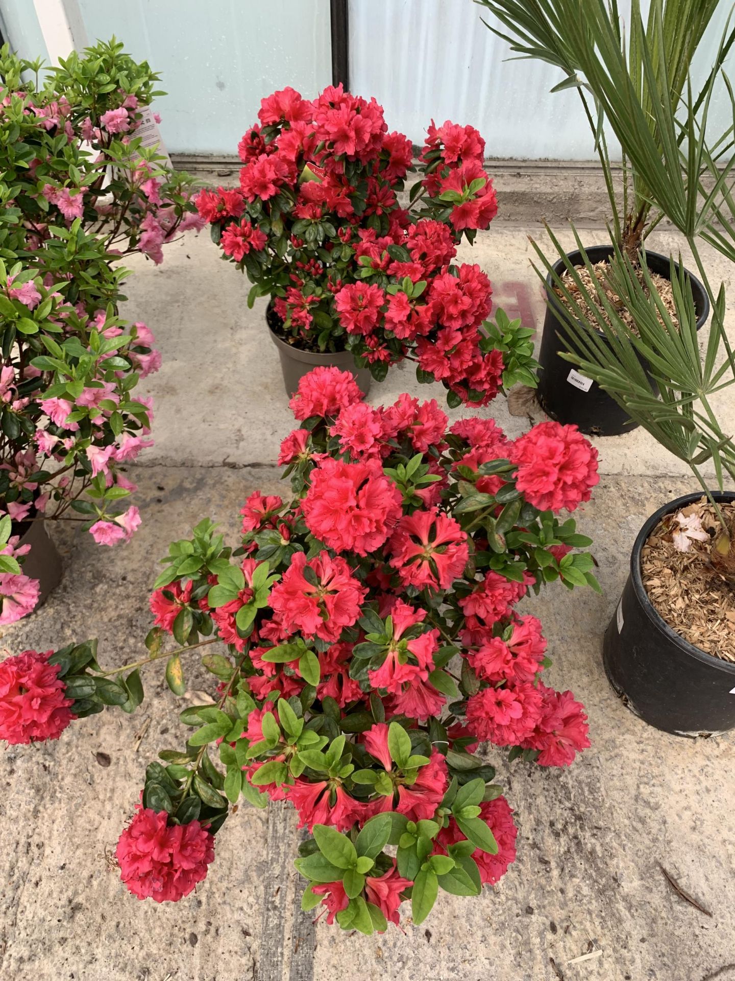 TWO AZALEA JAPONICA AGADIR SIZE C-3 + VAT