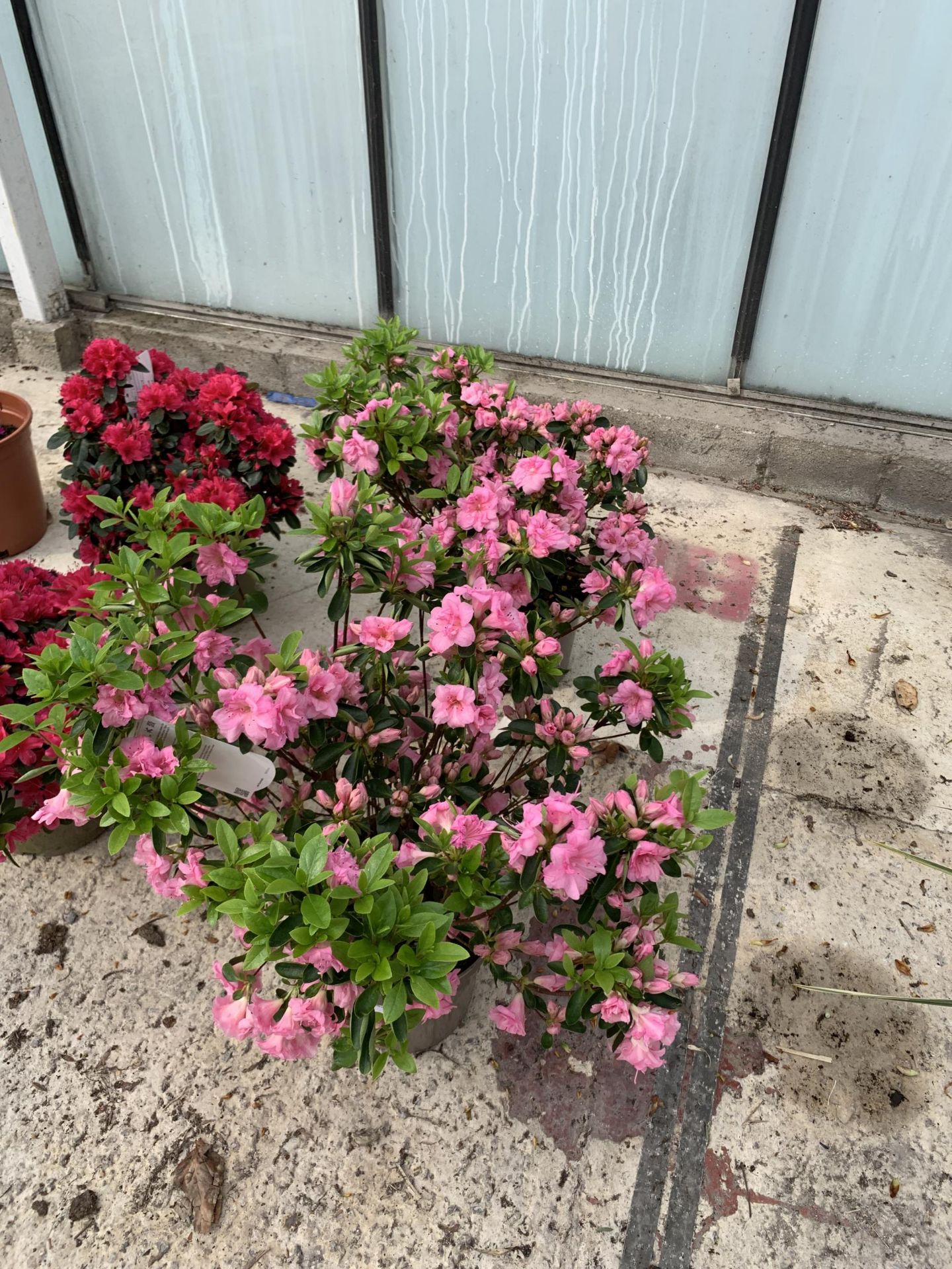 TWO PINK AZALEAS SIZE C-3 + VAT