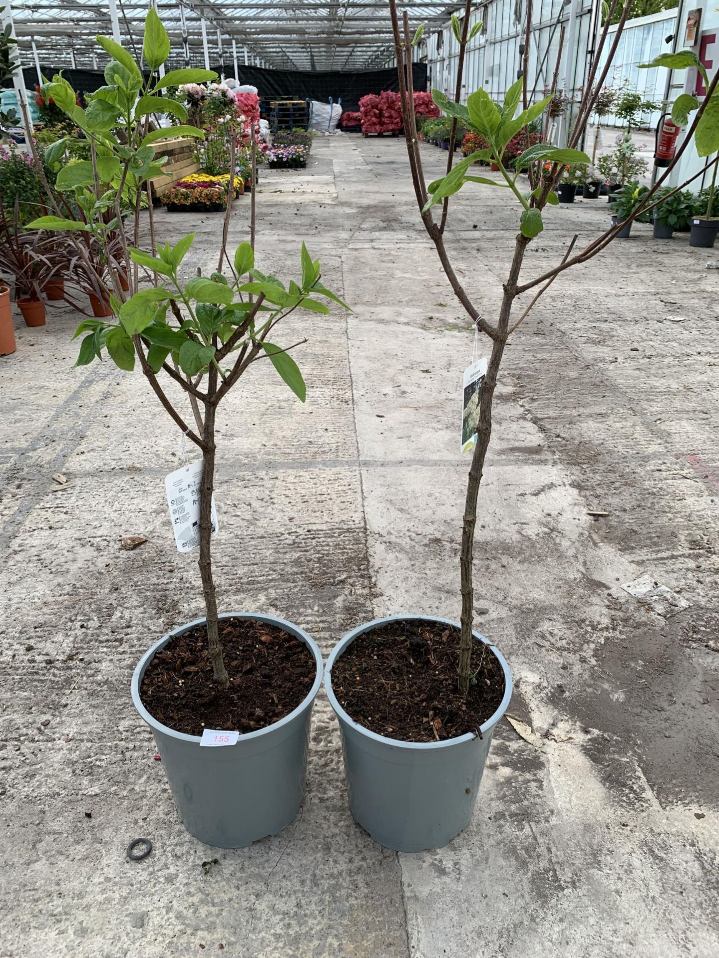 TWO STANDARD HYDRANGEAS PANICULATA GRANDIFLORA APPROX 110CM HIGH + VAT