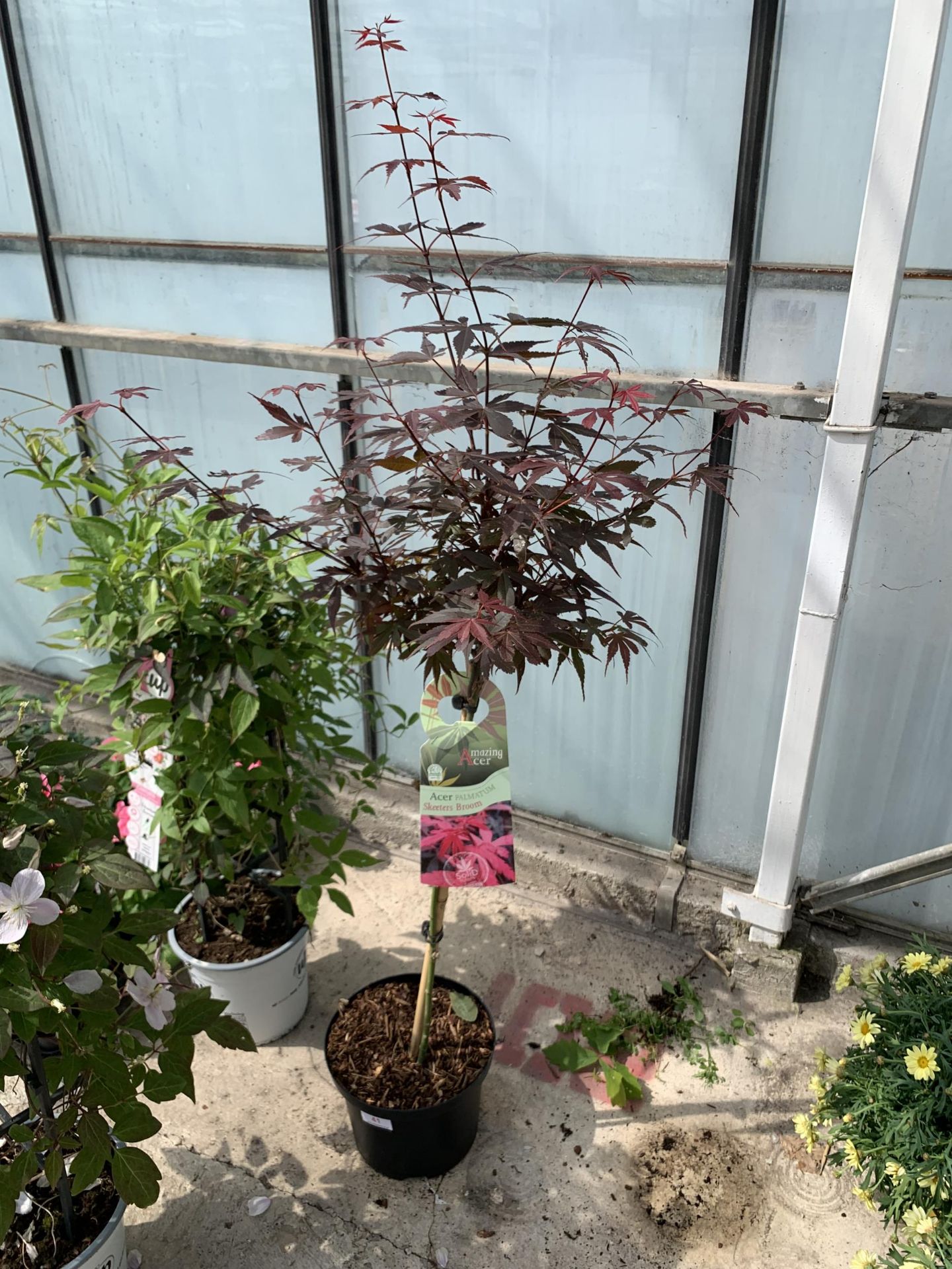 A STANDARD ACER PALMATUM SKEETERS BROOM IN A 5 LTR POT + VAT