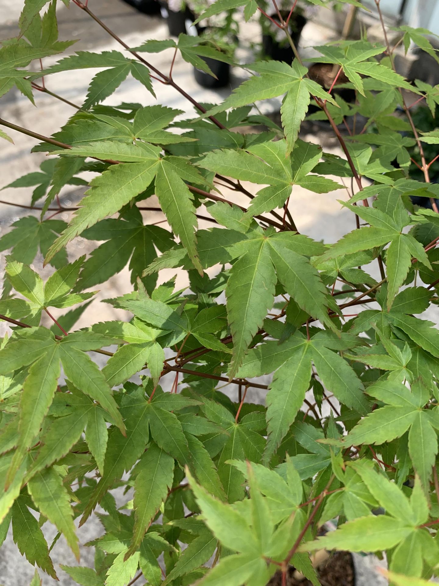 A STANDARD ACER PALMATUM LITTLE PRINCESS IN A 5 LTR POT + VAT - Image 3 of 3