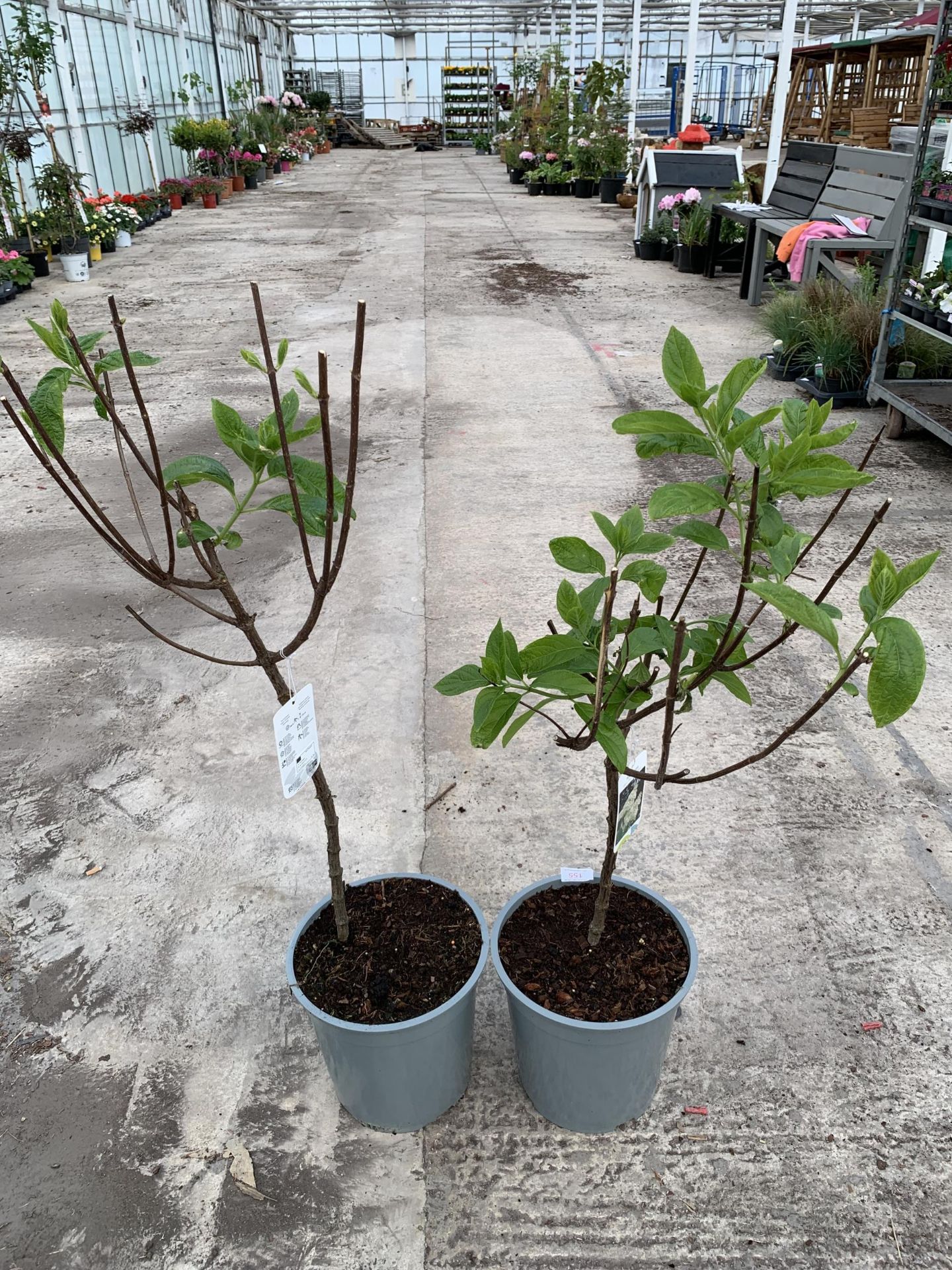 TWO STANDARD HYDRANGEAS PANICULATA GRANDIFLORA APPROX 110CM HIGH + VAT - Image 2 of 3