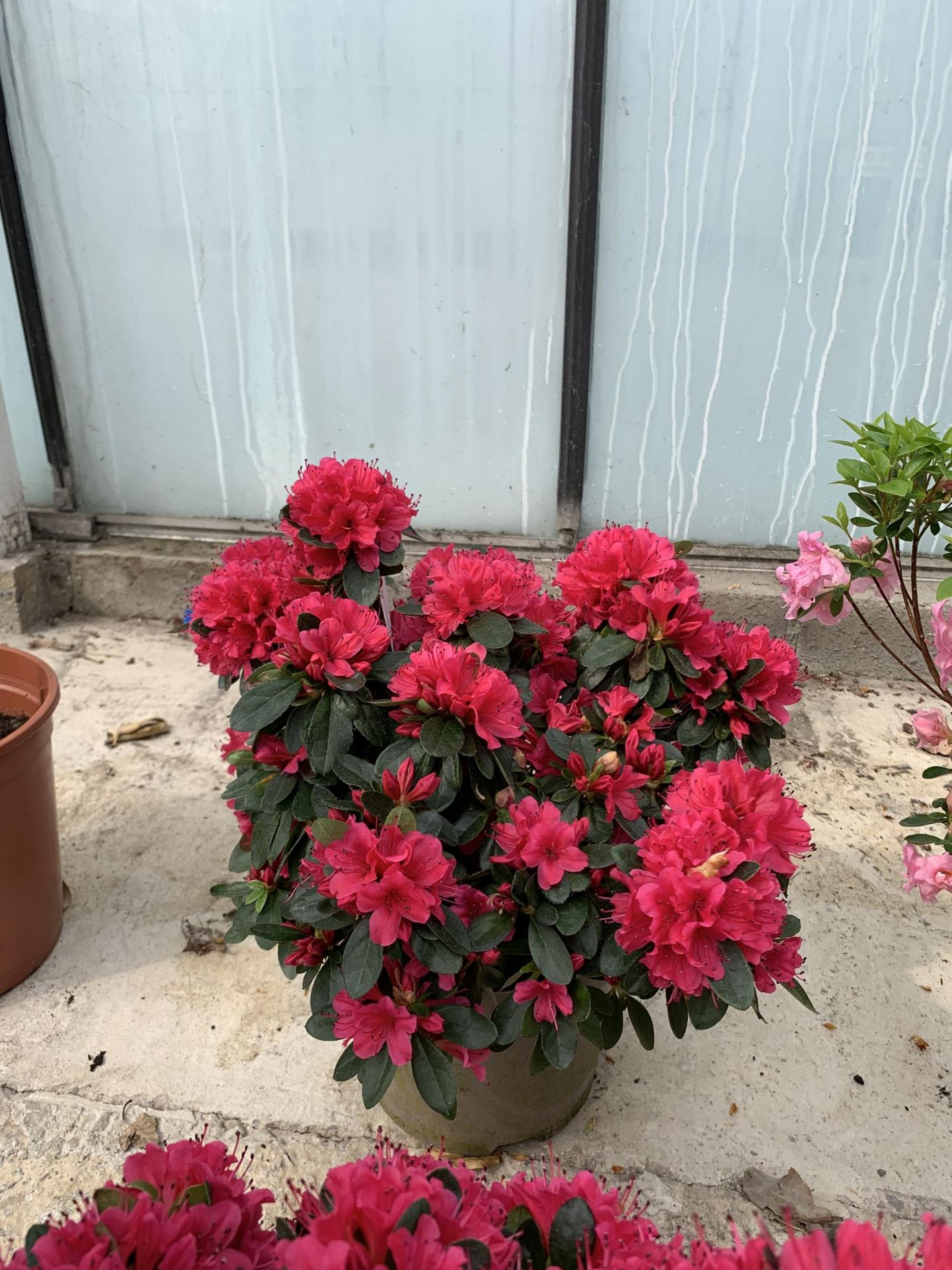 TWO AZALEA GESHIA RED SIZE C-3 + VAT - Image 2 of 4