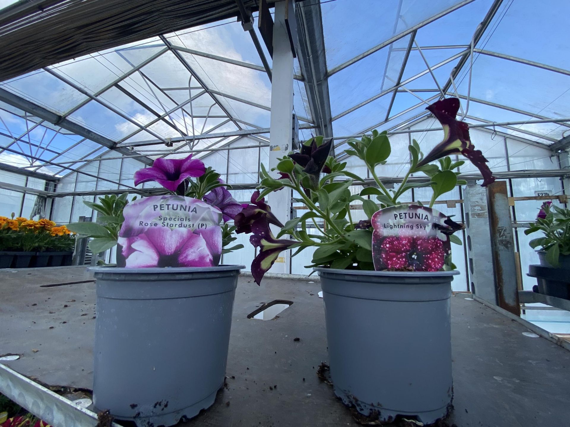 30 TRAILING PETUNIA/SURFINIA BASKET PLANTS + VAT - Image 2 of 2